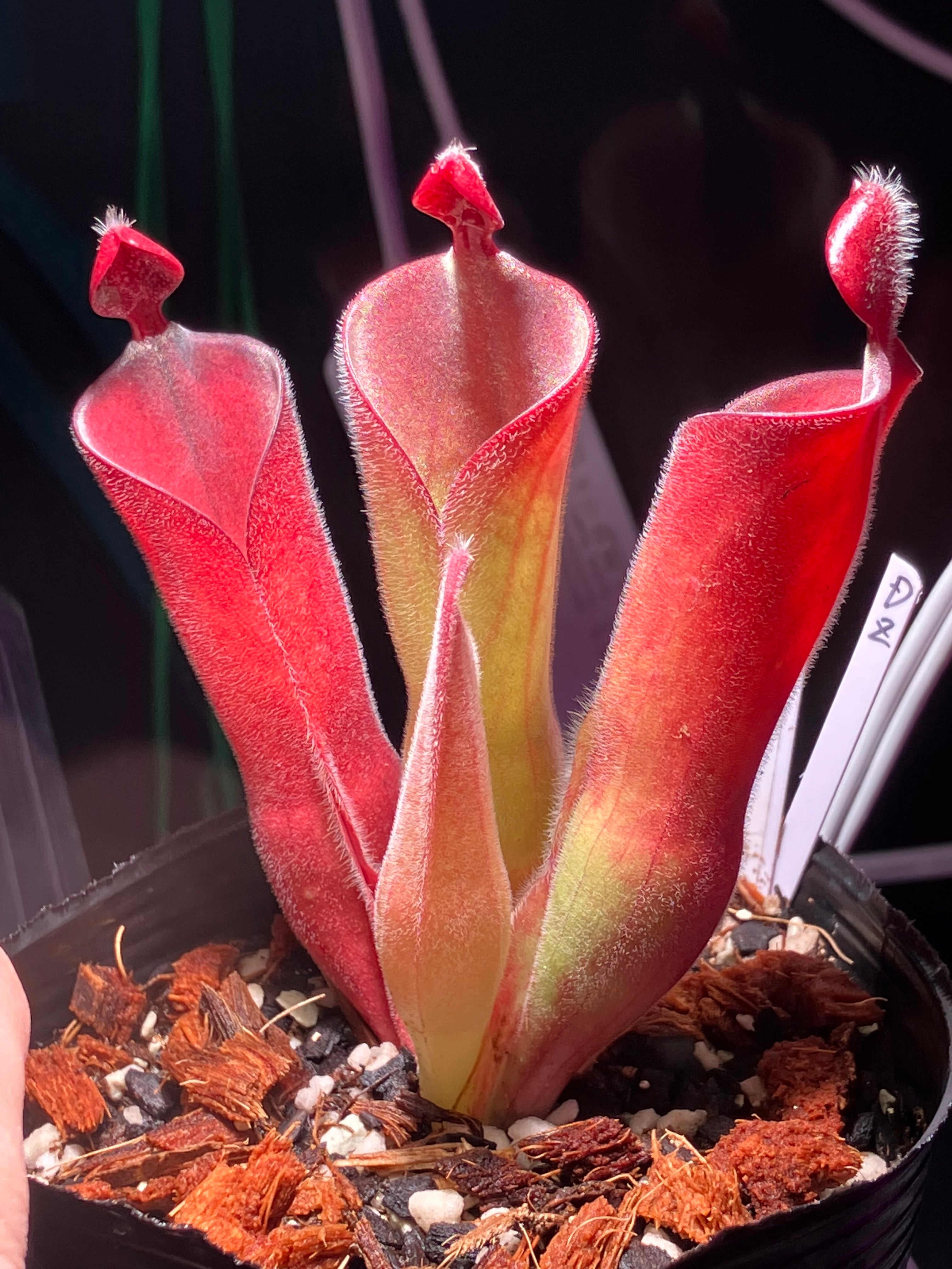 Heliamphora | cephMania