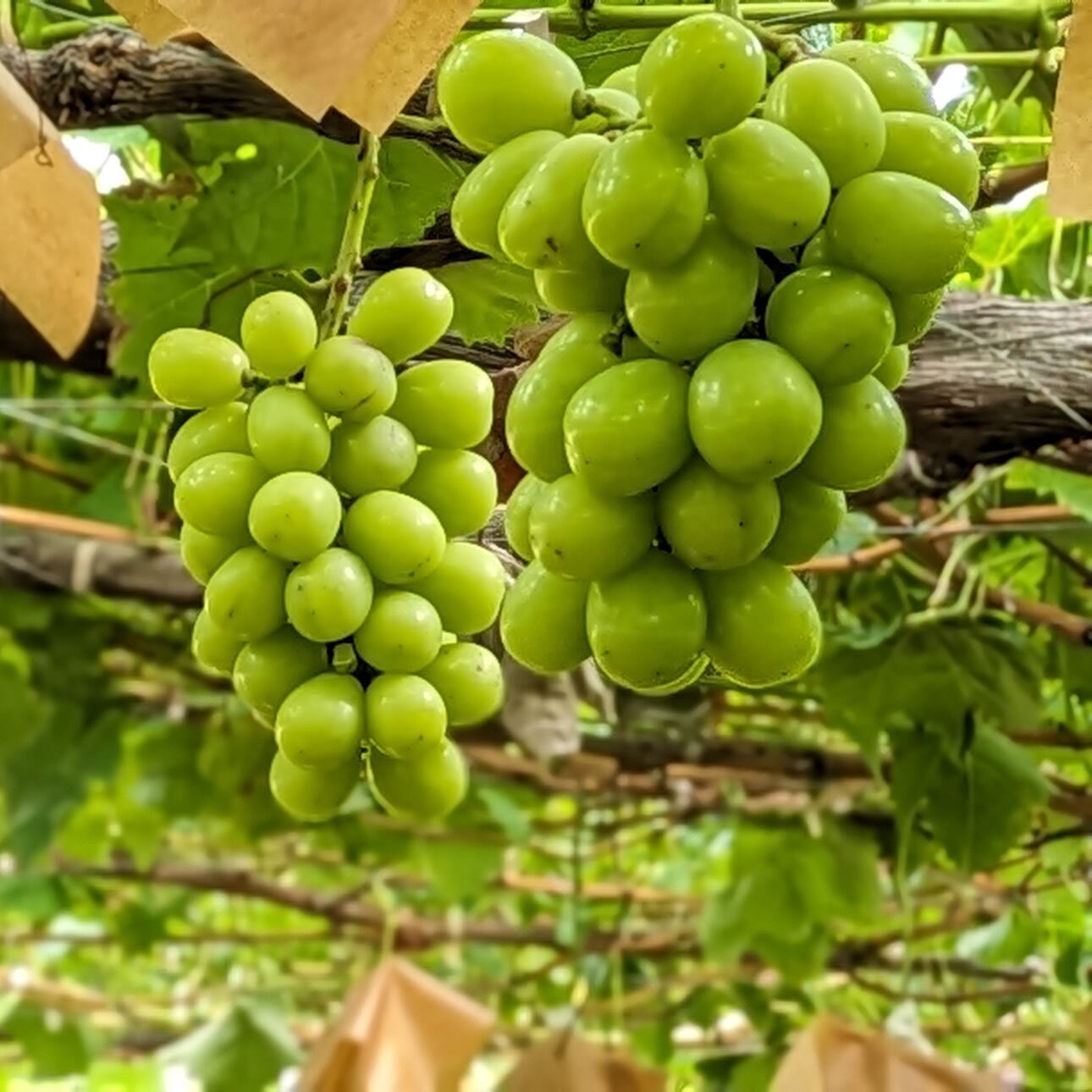 プレミアム贈答 皮ごと美味しい3色3房クイーンセブン（大房×3房、合計