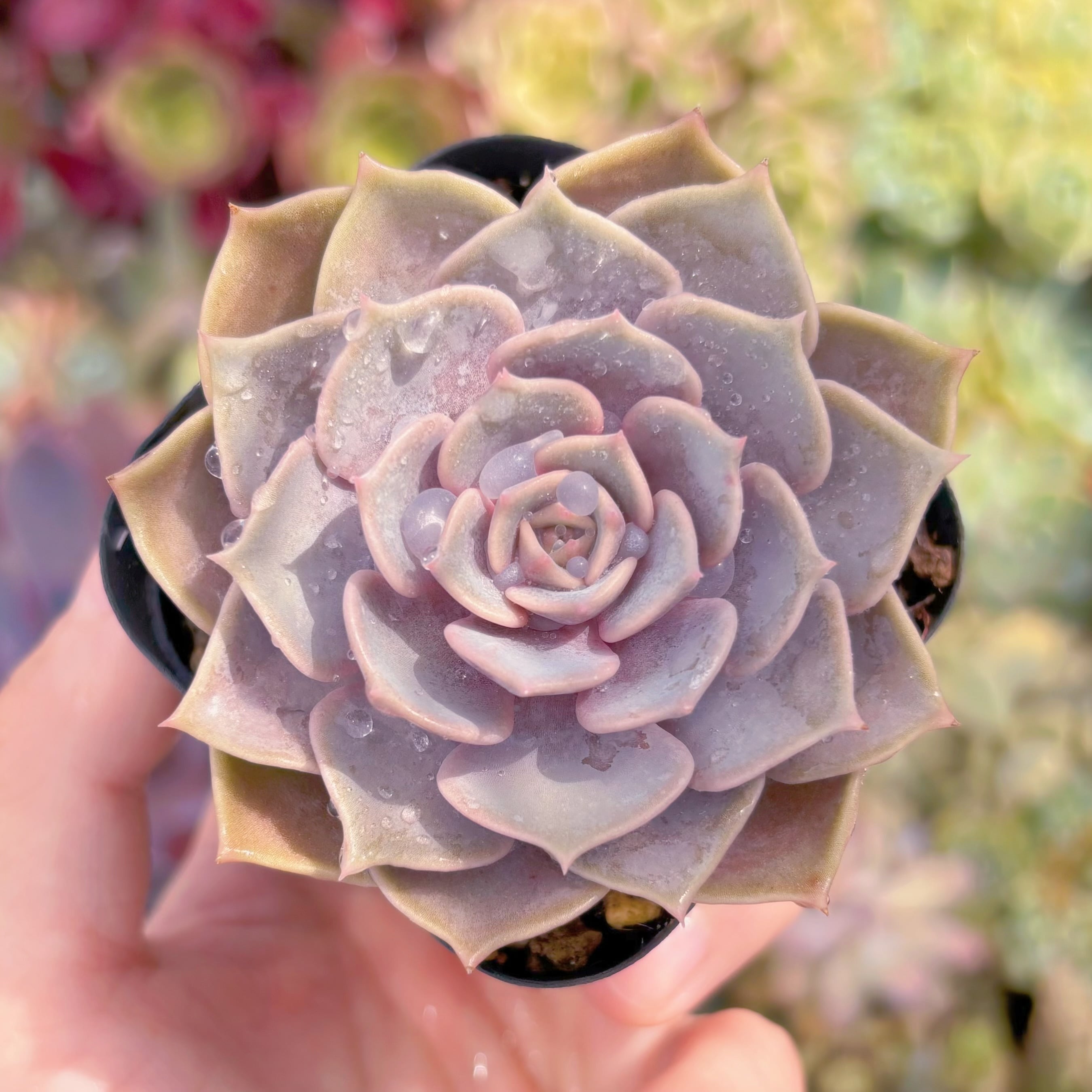 現品　ピンクローラ#532　るる農園