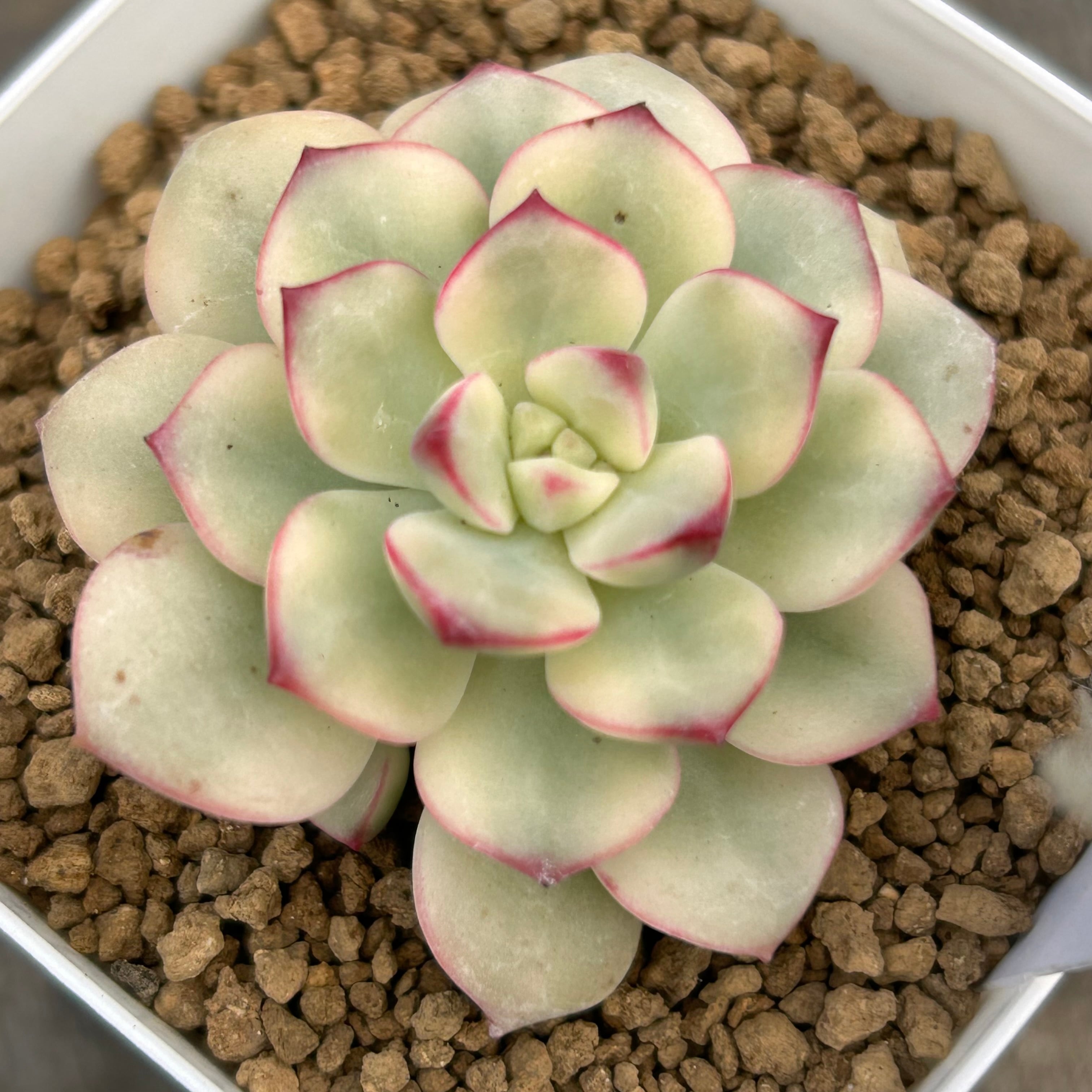 T)タンゴ錦 | RuPo 多肉植物専門店