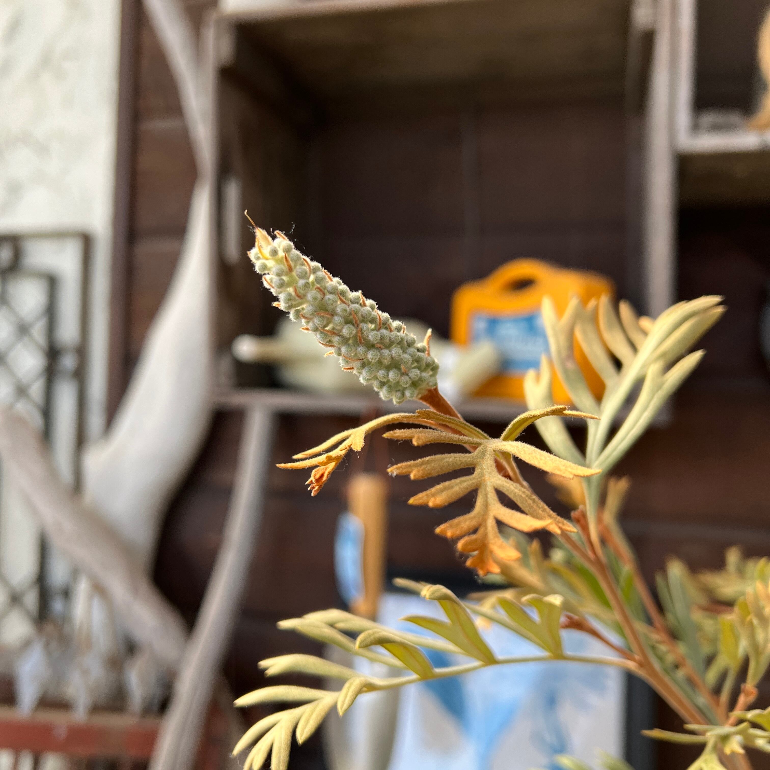 グレビレア ドーンパープル② | 沼ノ上農園