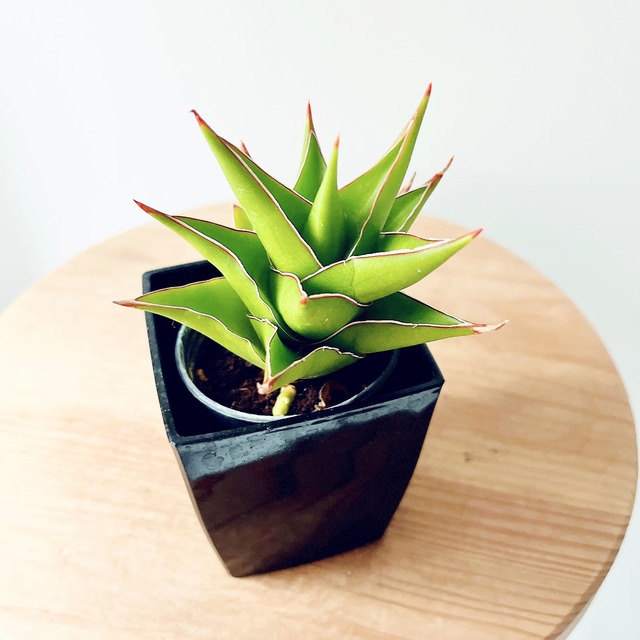 ◎初心者OK サンスベリア タワー 観葉植物 calm cafe