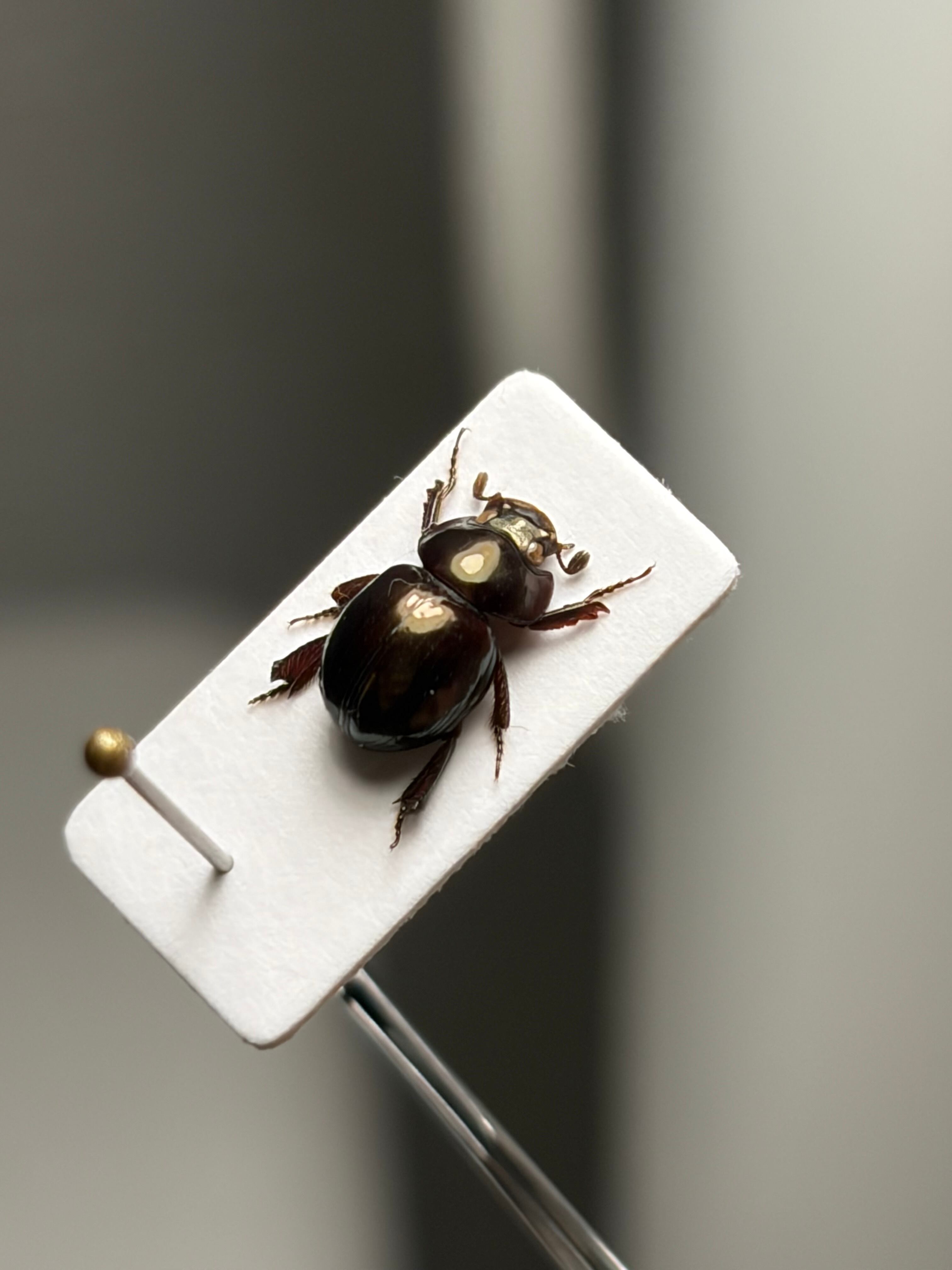 LAST】巨大なマンマルコガネ ブラックフォーム 標本 とんでもない甲虫