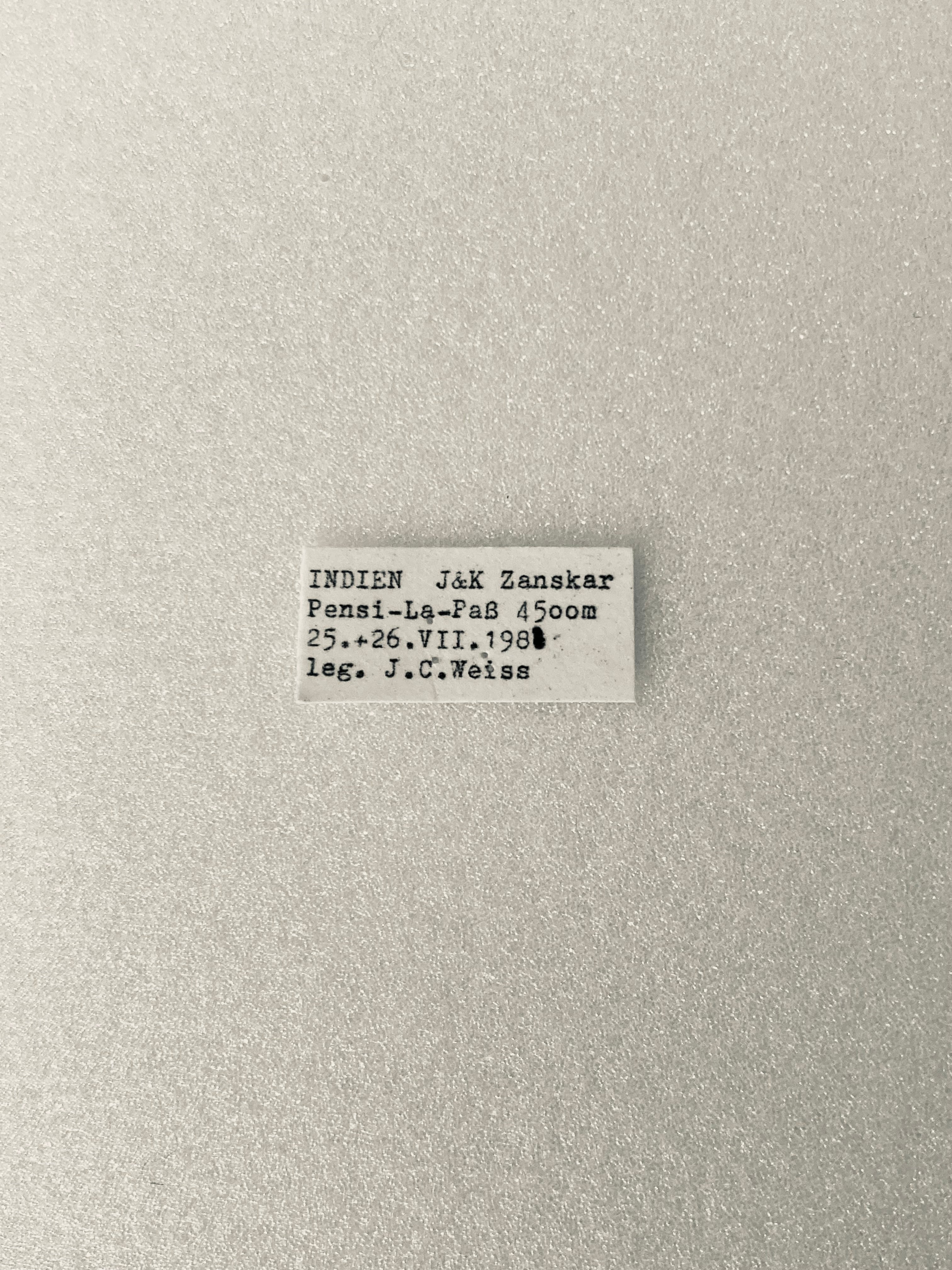 キアゲハ（1オス・インド/ラダック産）