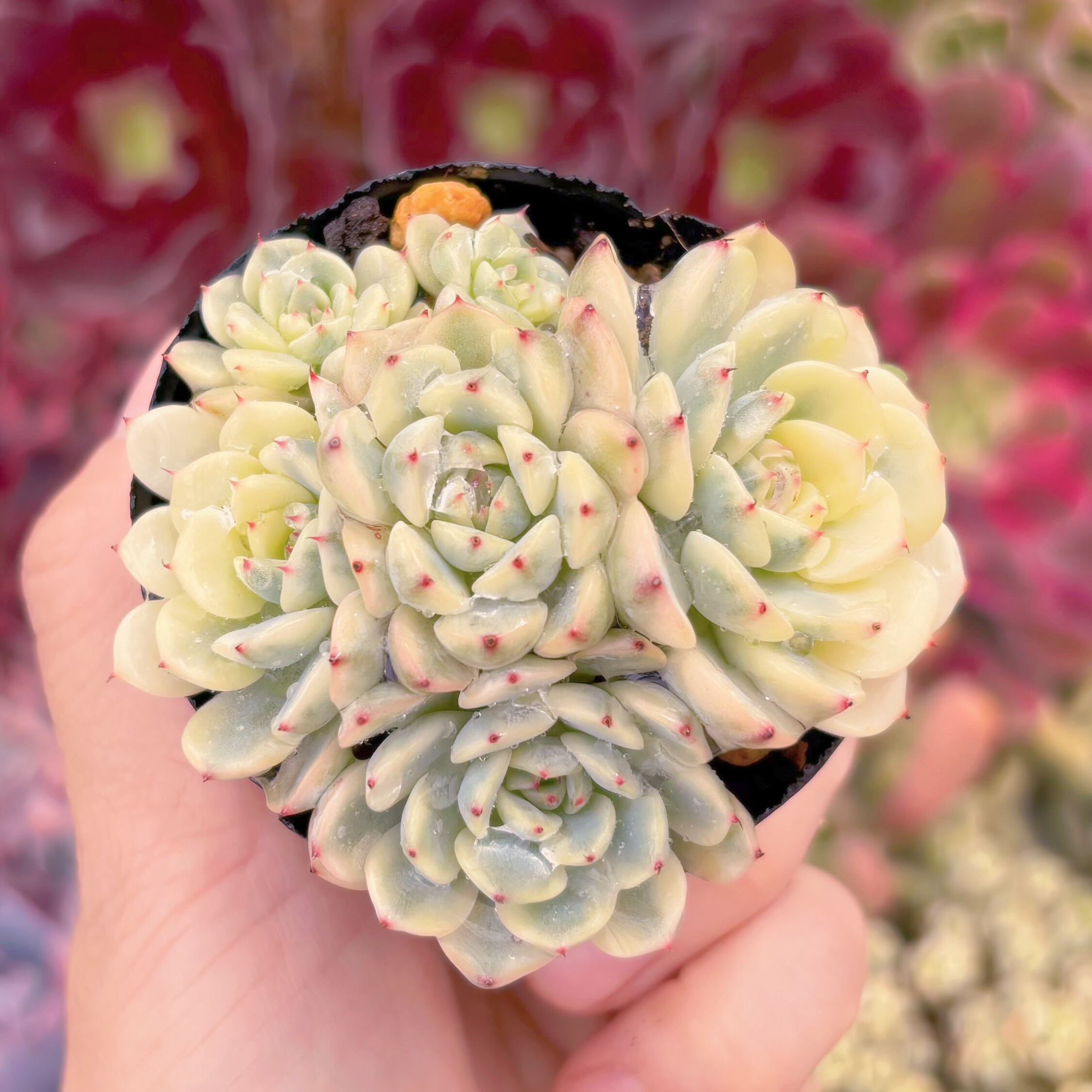 現品　ホワイトミニマ錦#581　群生　るる農園