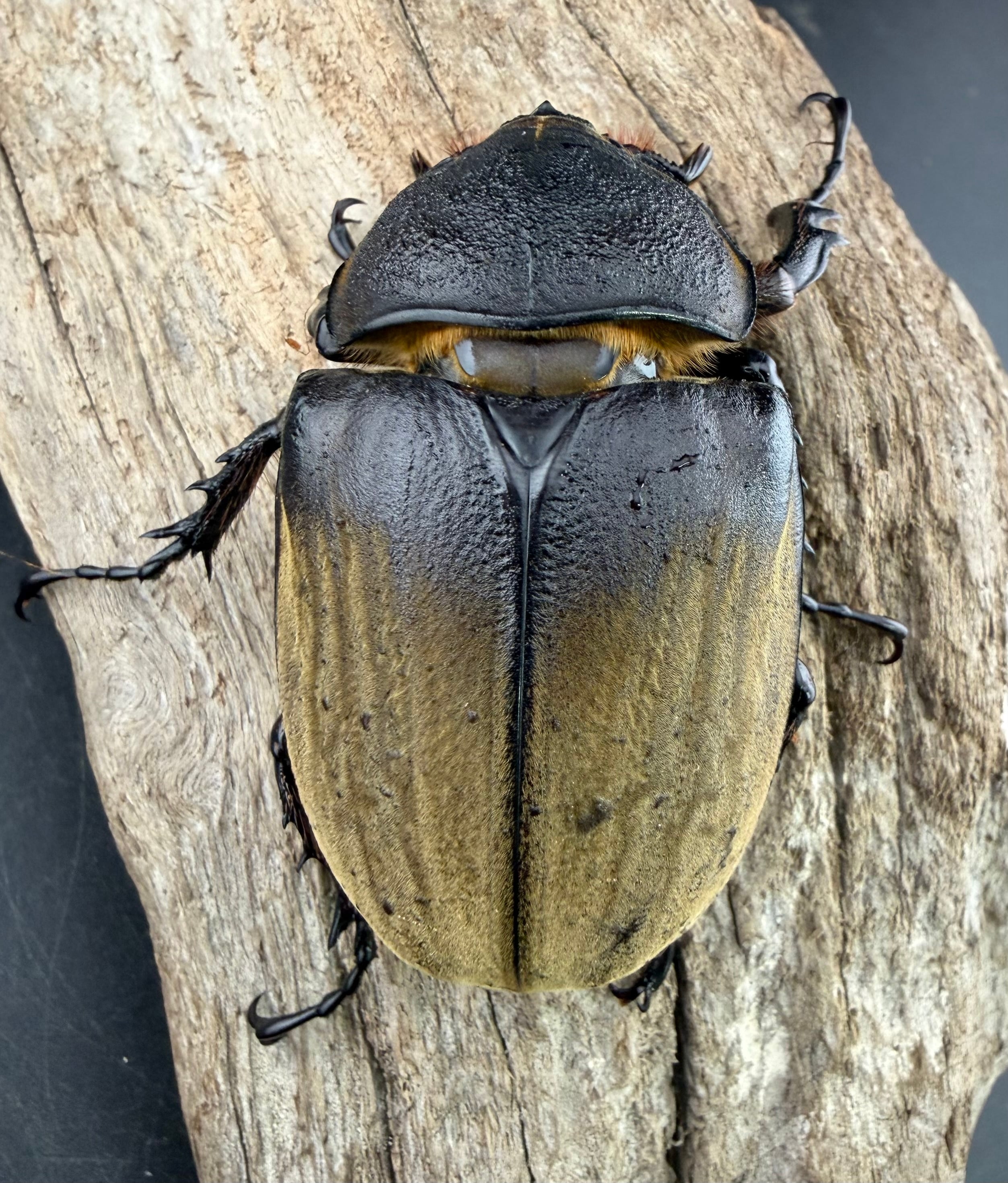 ギアスゾウカブト亜種プランディ 98mm ペア》 | KPW公式オンラインショップ