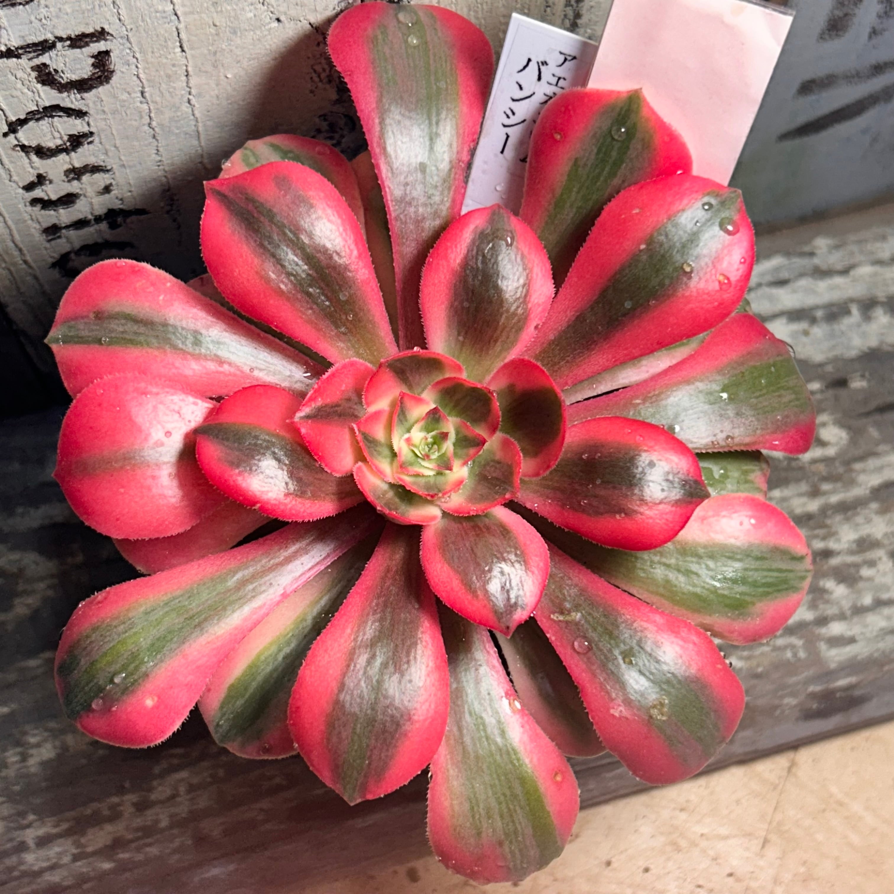 アエオニウム | RuPo 多肉植物専門店