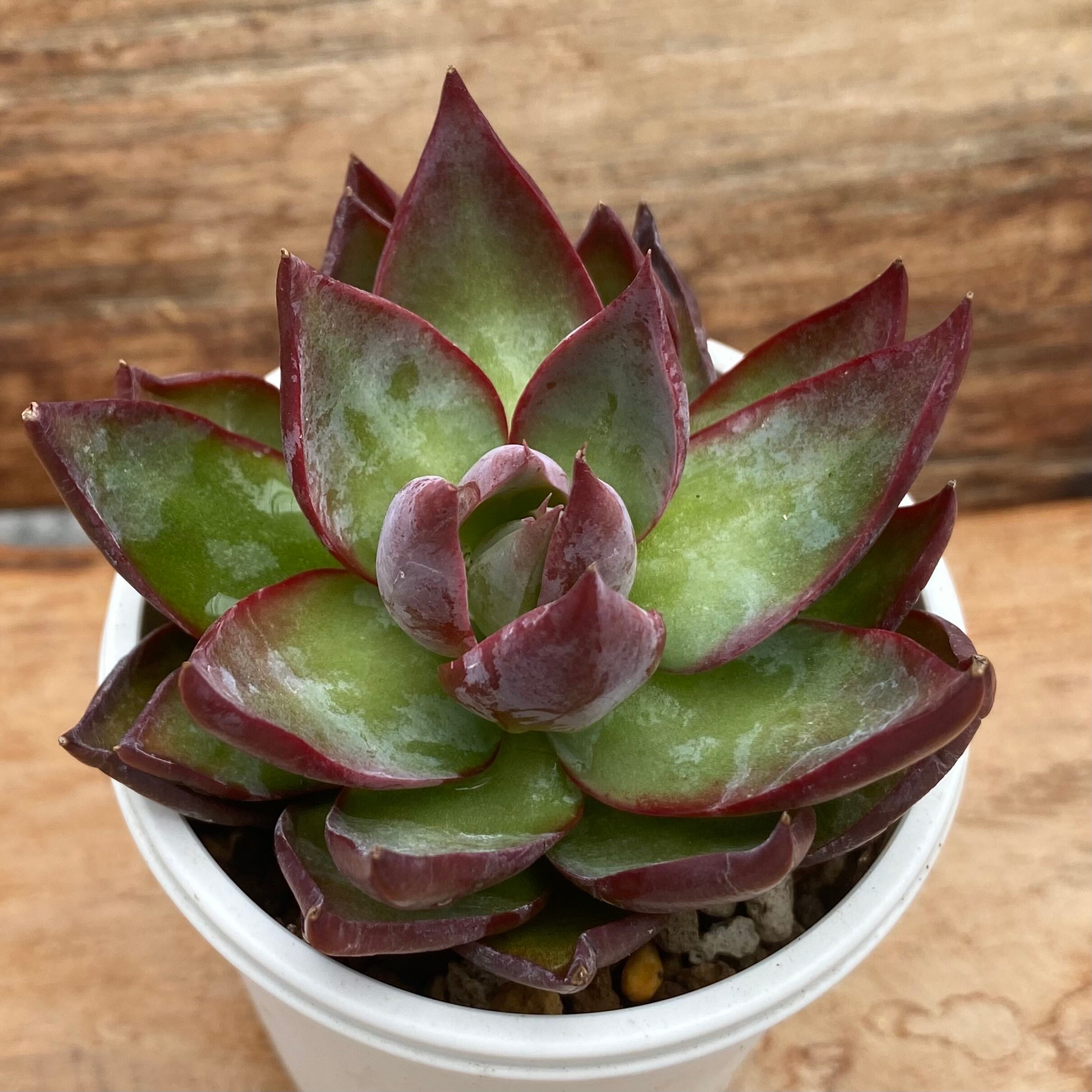 ハオルチア 玄氷② | mocono_plants