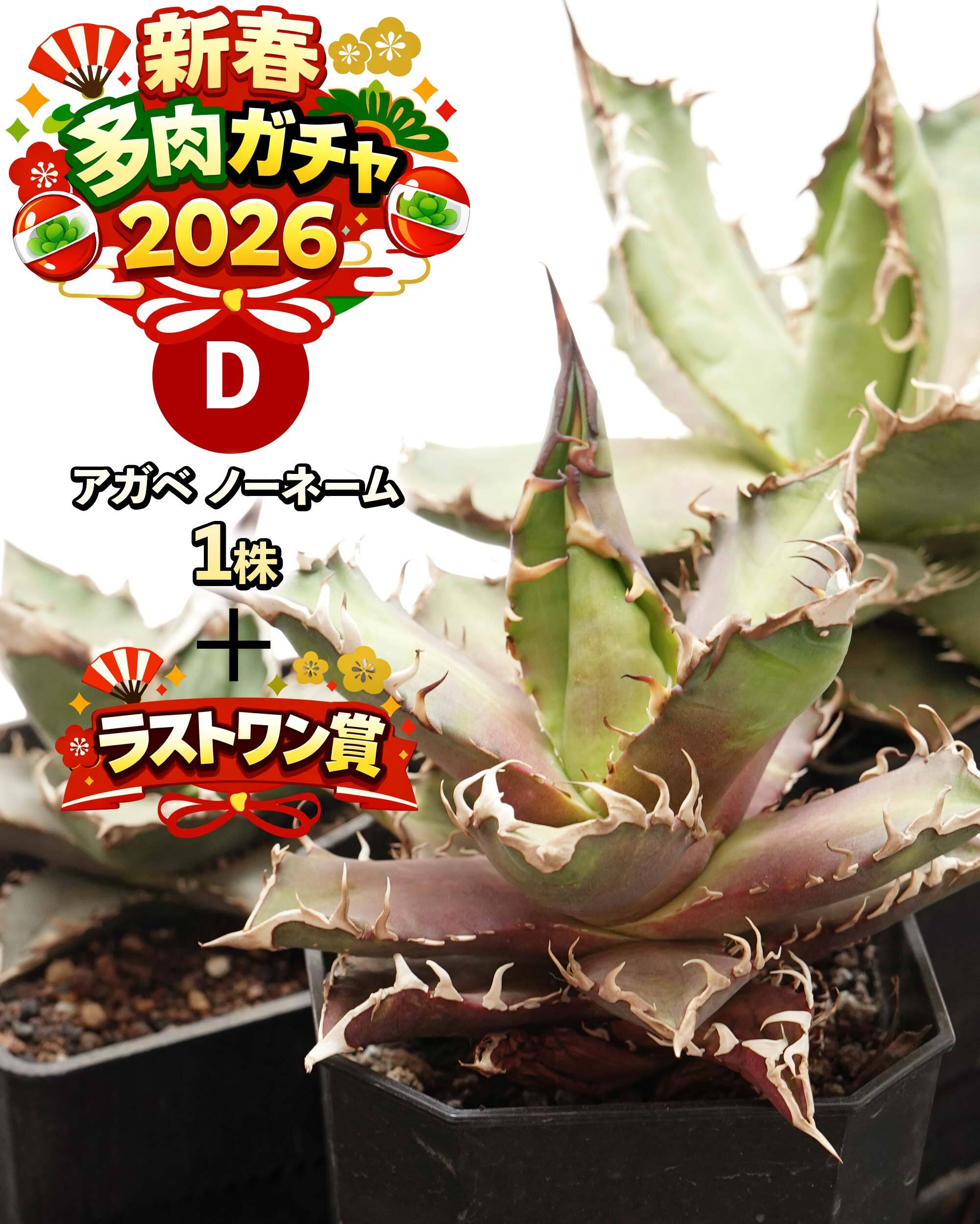 NEW YEAR 2026円 ガチャ！ 力作アガベノーネーム 1種 ＋ ラストワン賞