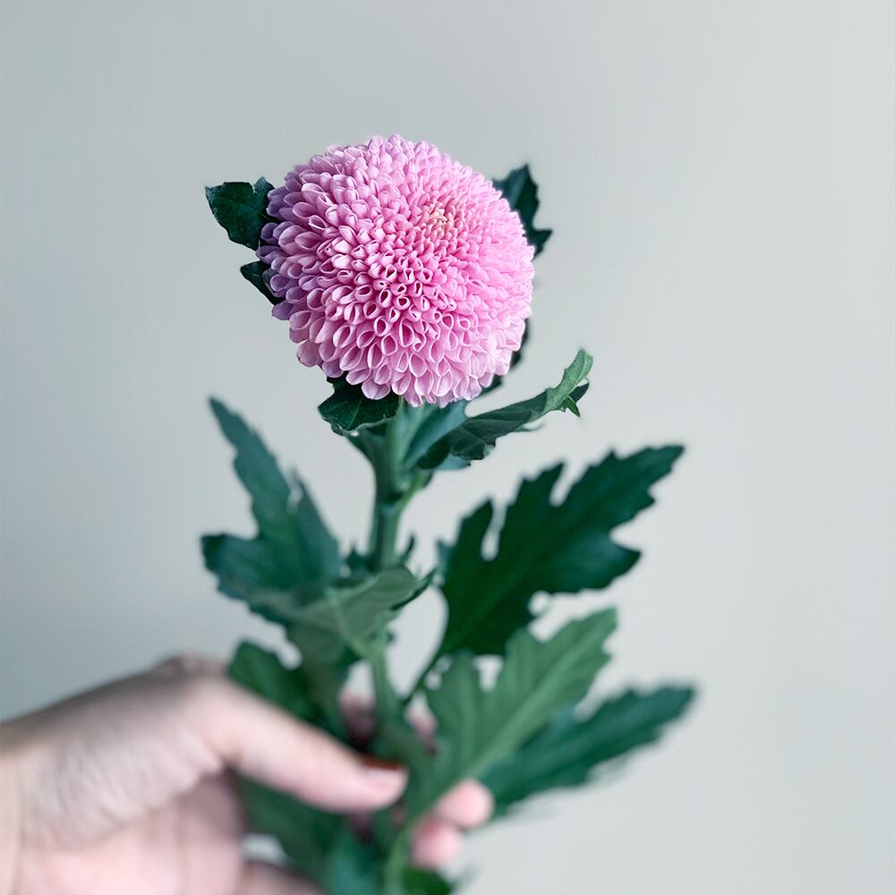 ピンポンマムブーケ M よいはな Yoihana 最高品質のお花をお届けするネット通販