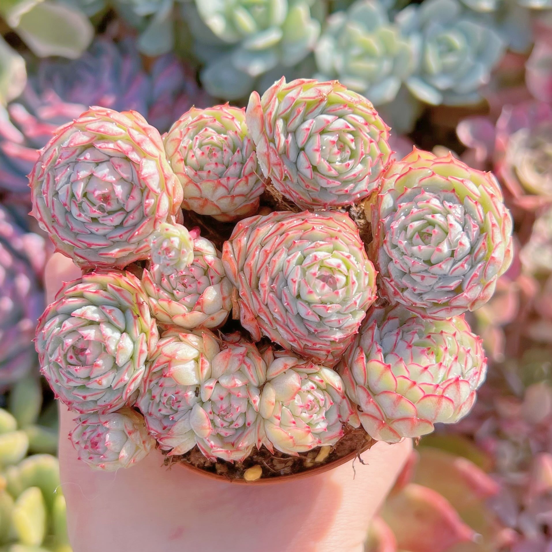 現品　グロブローサx静夜#813   るる農園