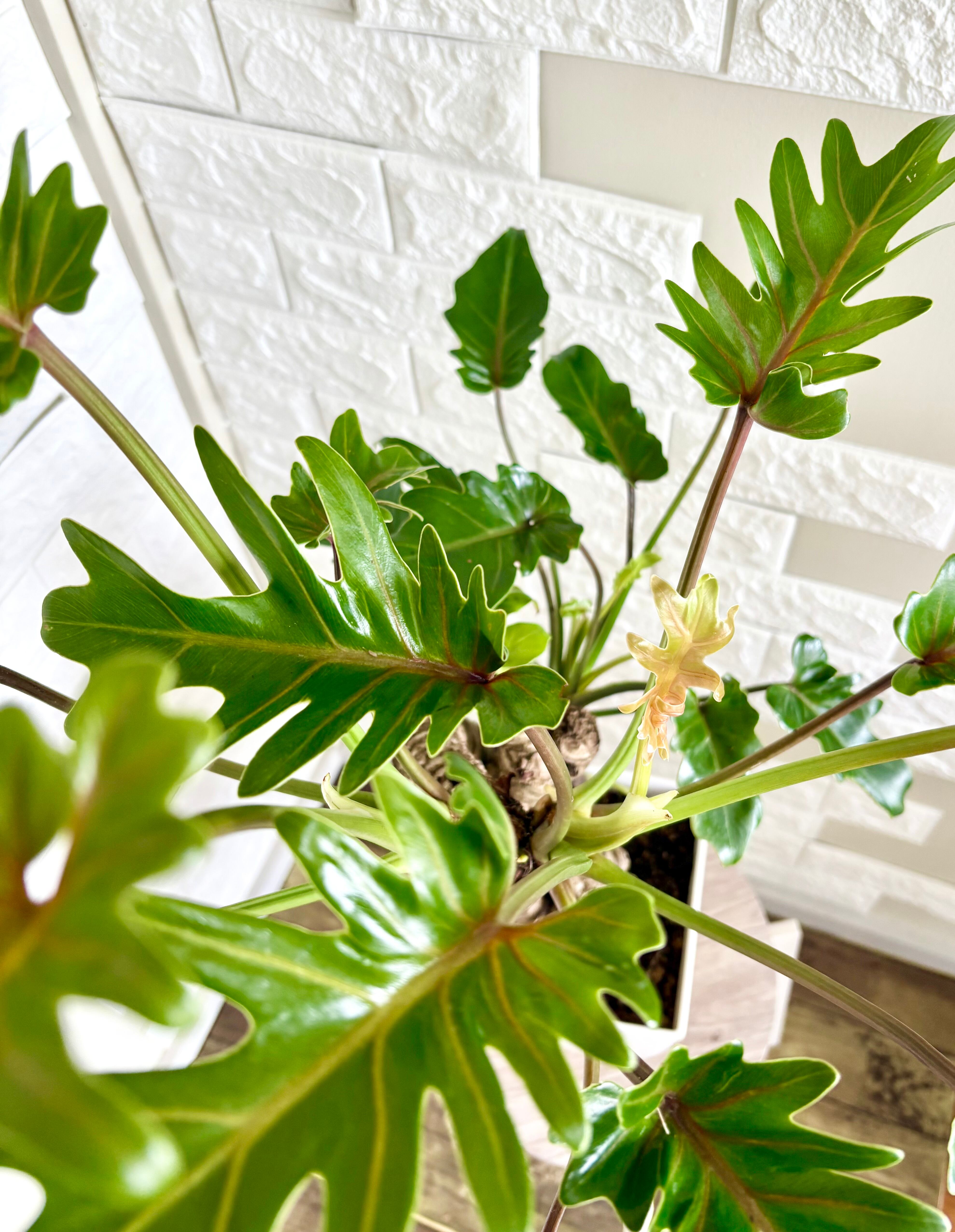 現品】フィロデンドロン クッカバラ 幹立ち 観葉植物 | 観葉植物のお店