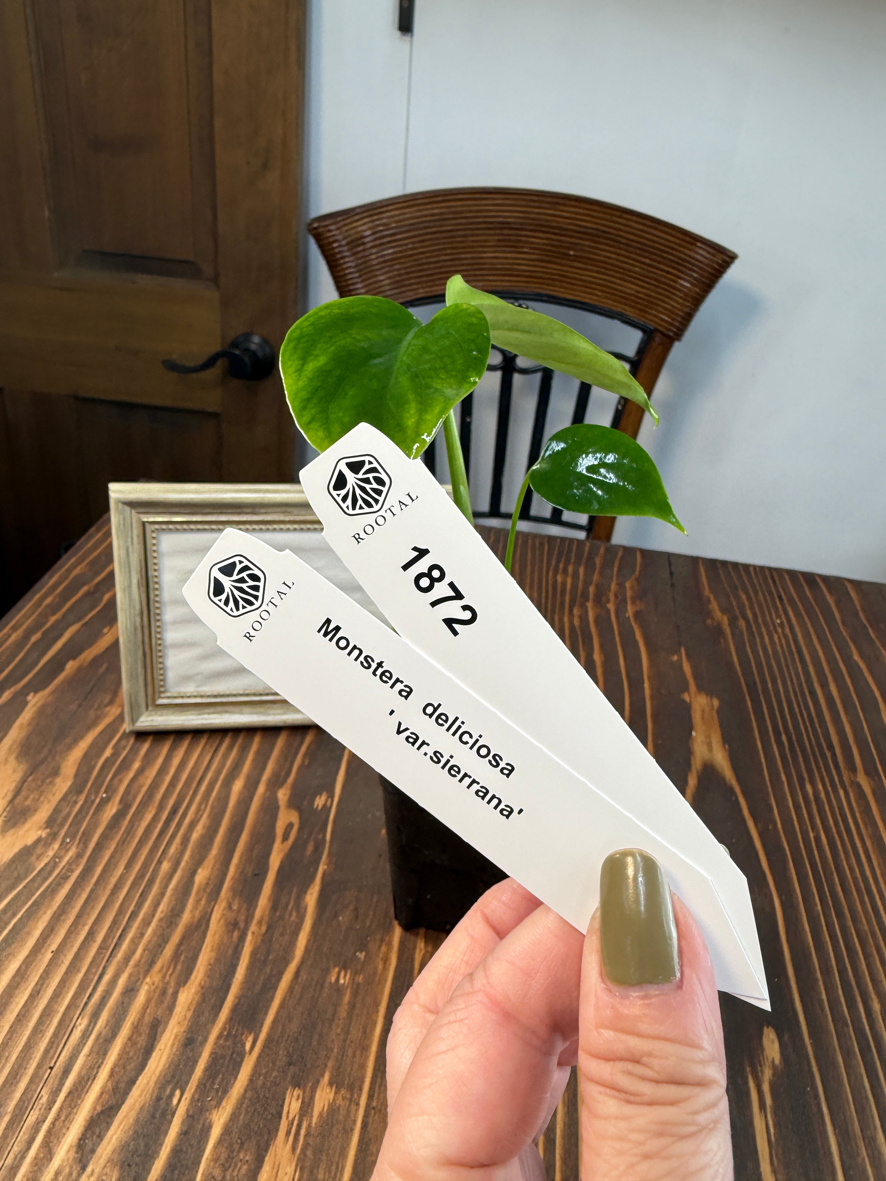 モンステラ | ROOTALPLANTS