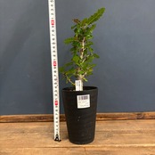 ボスウェリア ナナ【925】