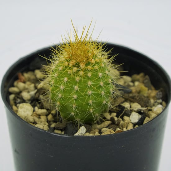 たまちゃんず農園 サボテン 美女丸