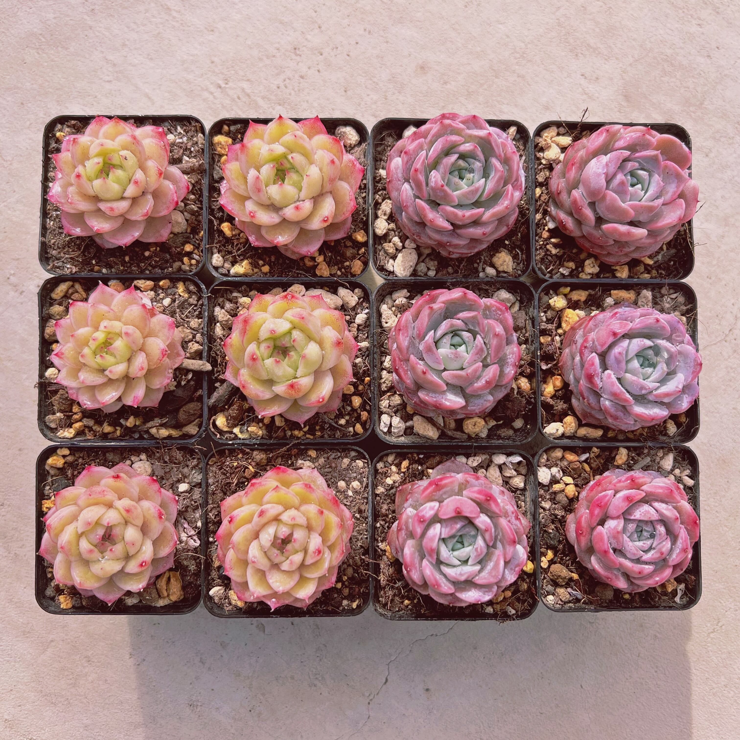 セットE(1月26日base販売会)