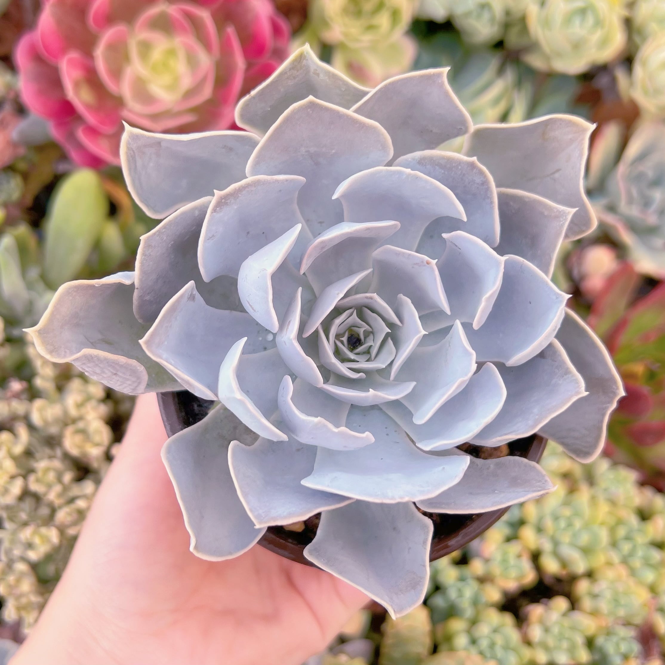 現品　ルンヨニー サンカルロス#F043　大苗　るる農園