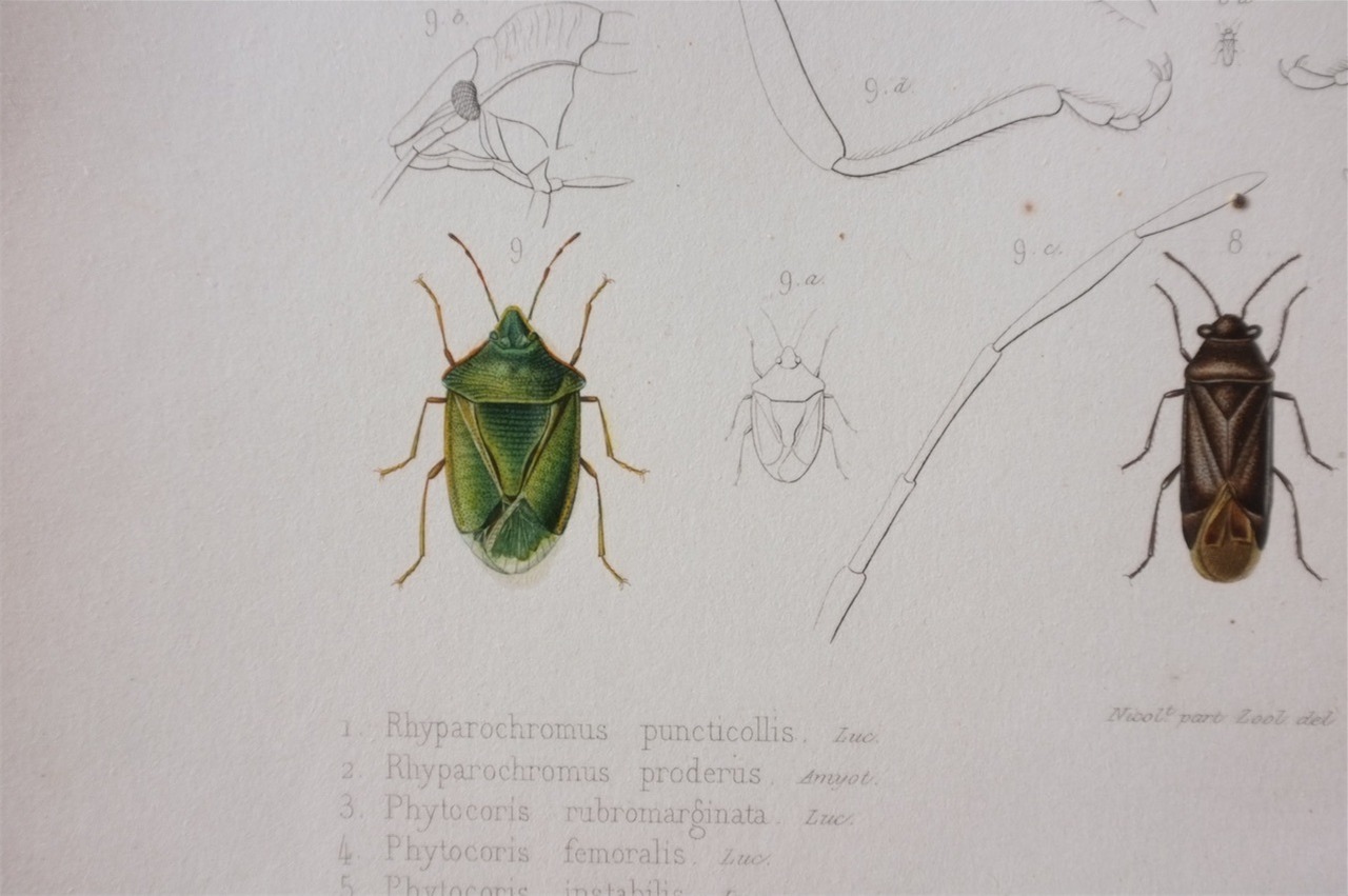 1840s exploration scientifique de l'Alg?rie  37cm 虫の彩色図版d