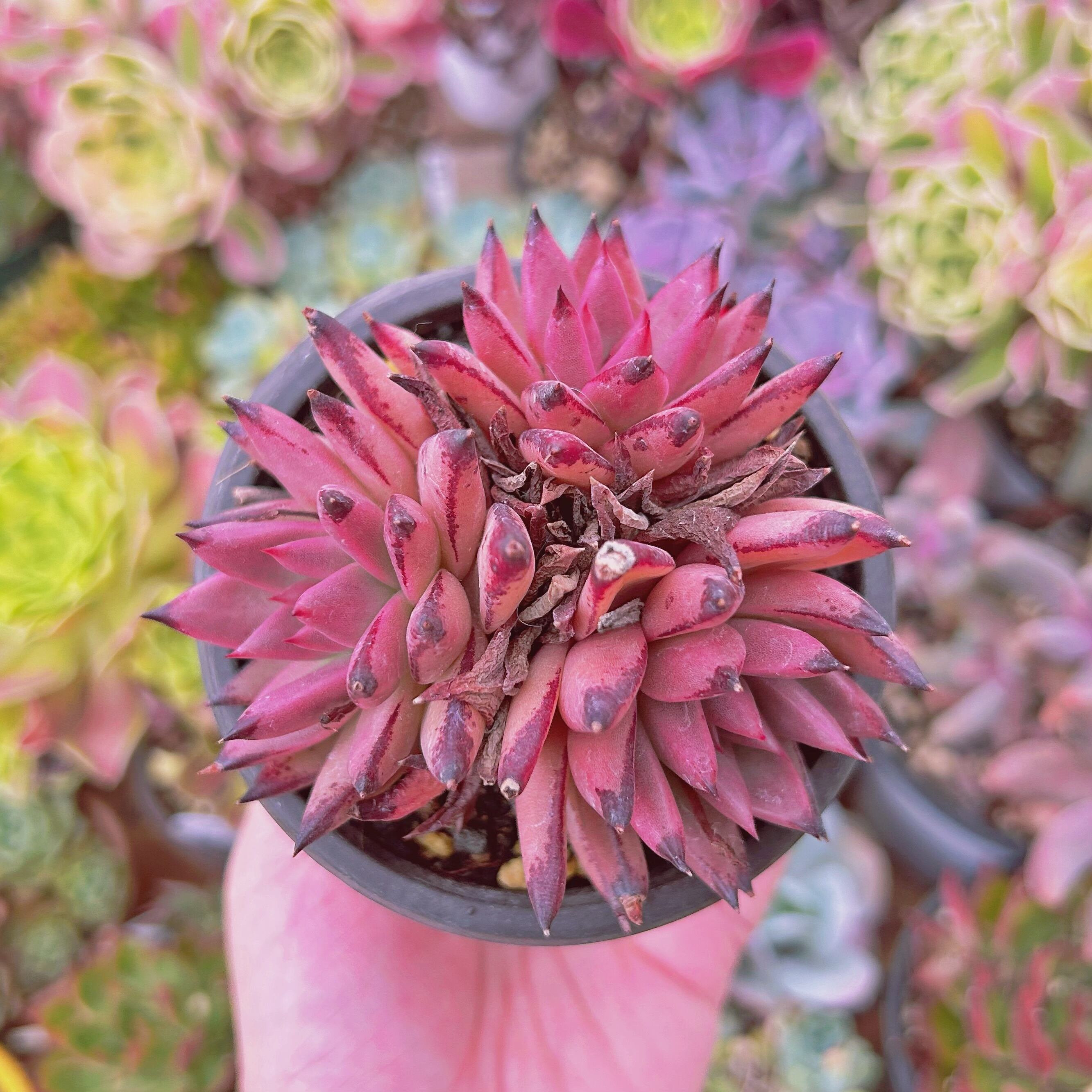 現物　多肉植物　血羅　特大　抜き苗