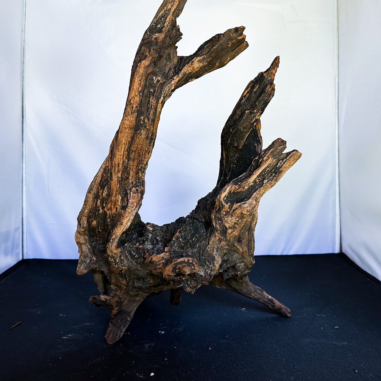 流木 大サイズ A800 ホーンウッド 流木 大 流木 大サイズ A800 ホーンウッド