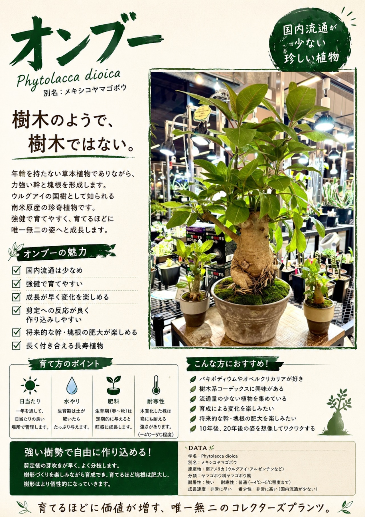 【UG】オンブー 実生 特選株【174】