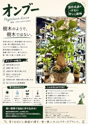 【UG】オンブー 実生 特選株【174】