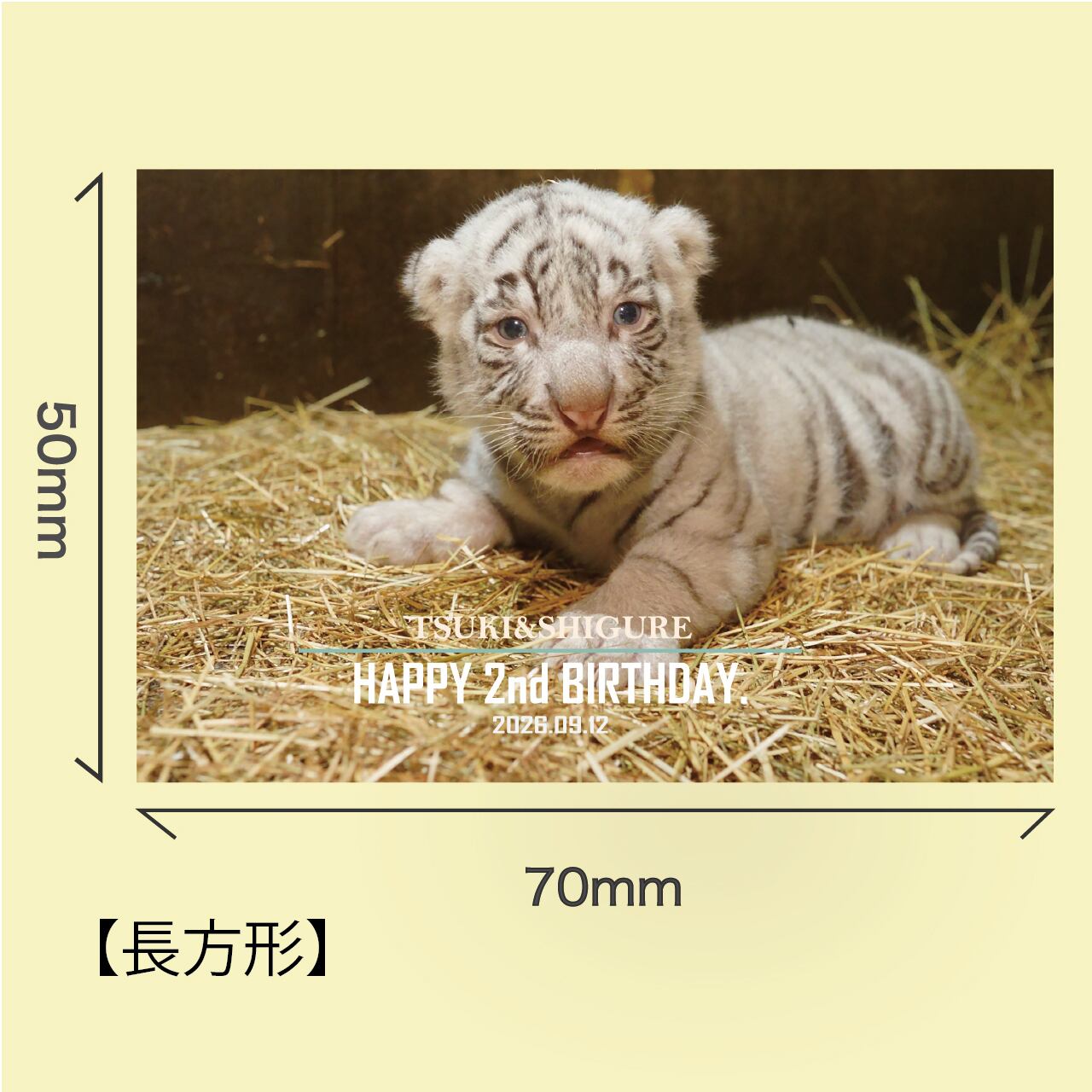 アニマル DD-6334 14mmシングル ホワイト 100枚入り×2 HAPPY 2nd BIRTHDAY」ポストカード＆ステッカーセット | 伊豆アニマル