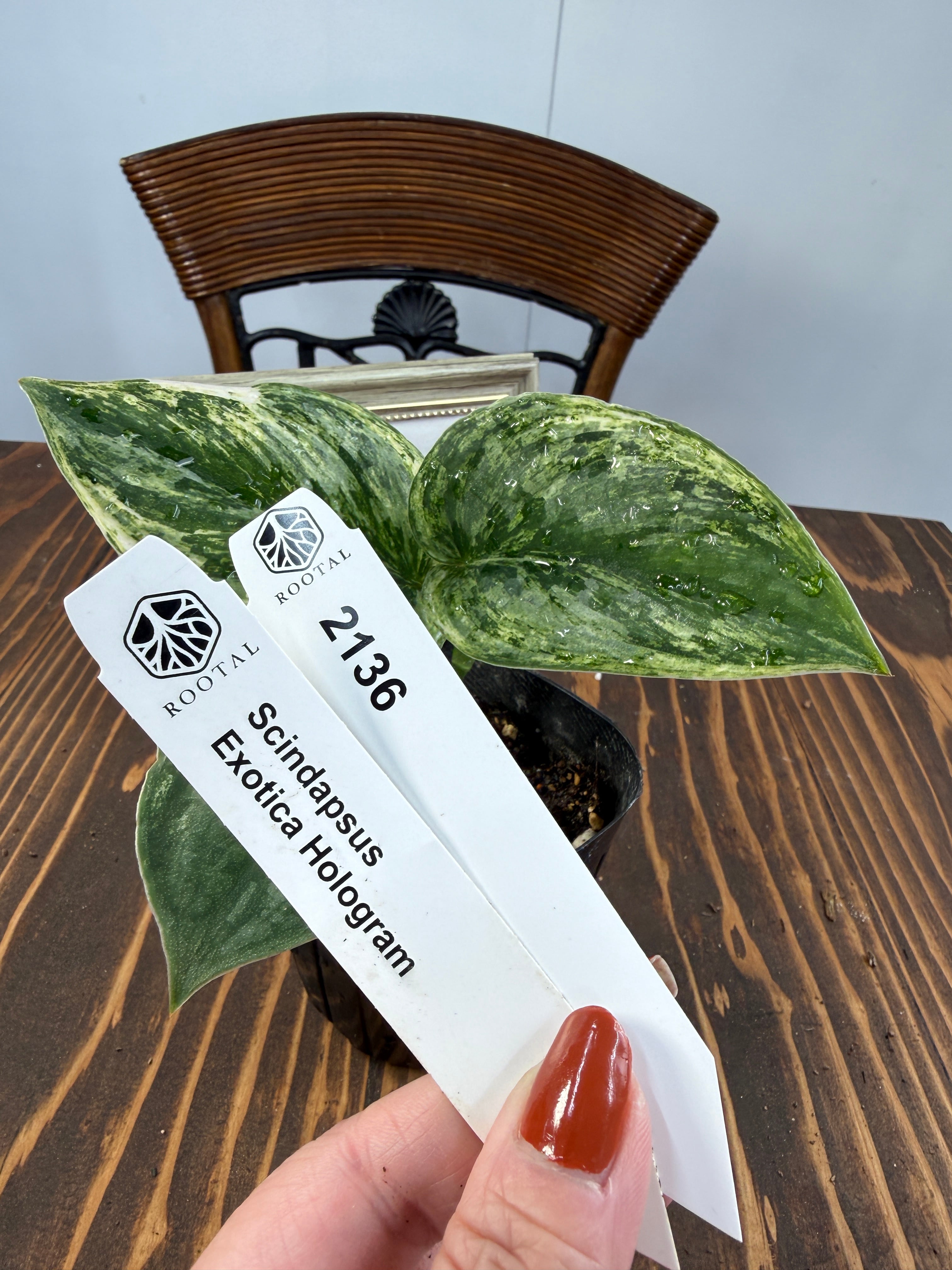 スキンダプサス | ROOTALPLANTS