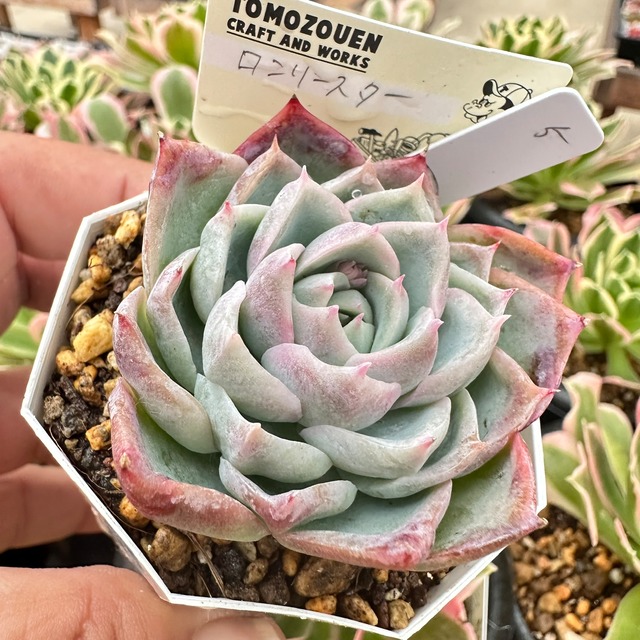 おまとめ中！39SALE！多肉植物^o^ 盛り盛り！トップシーダビー 遅れ