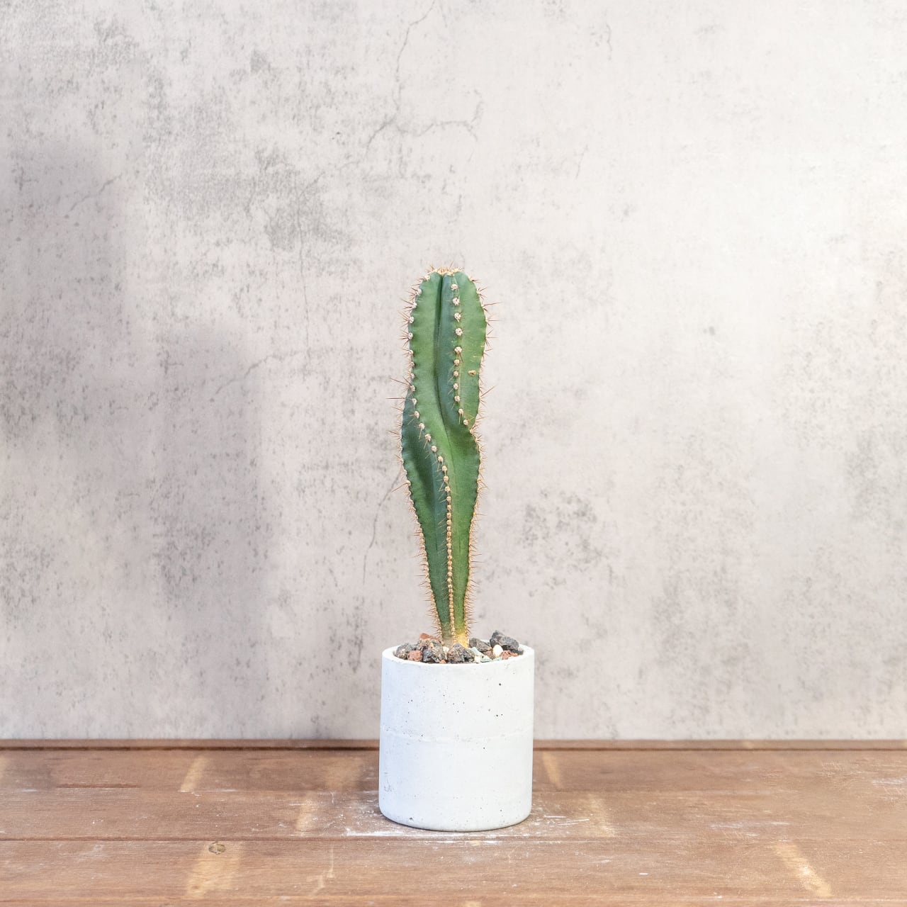 セレウス・スピラリス｜スパイラルフォルムが魅力の一点物サボテン【手づくりモルタル鉢】