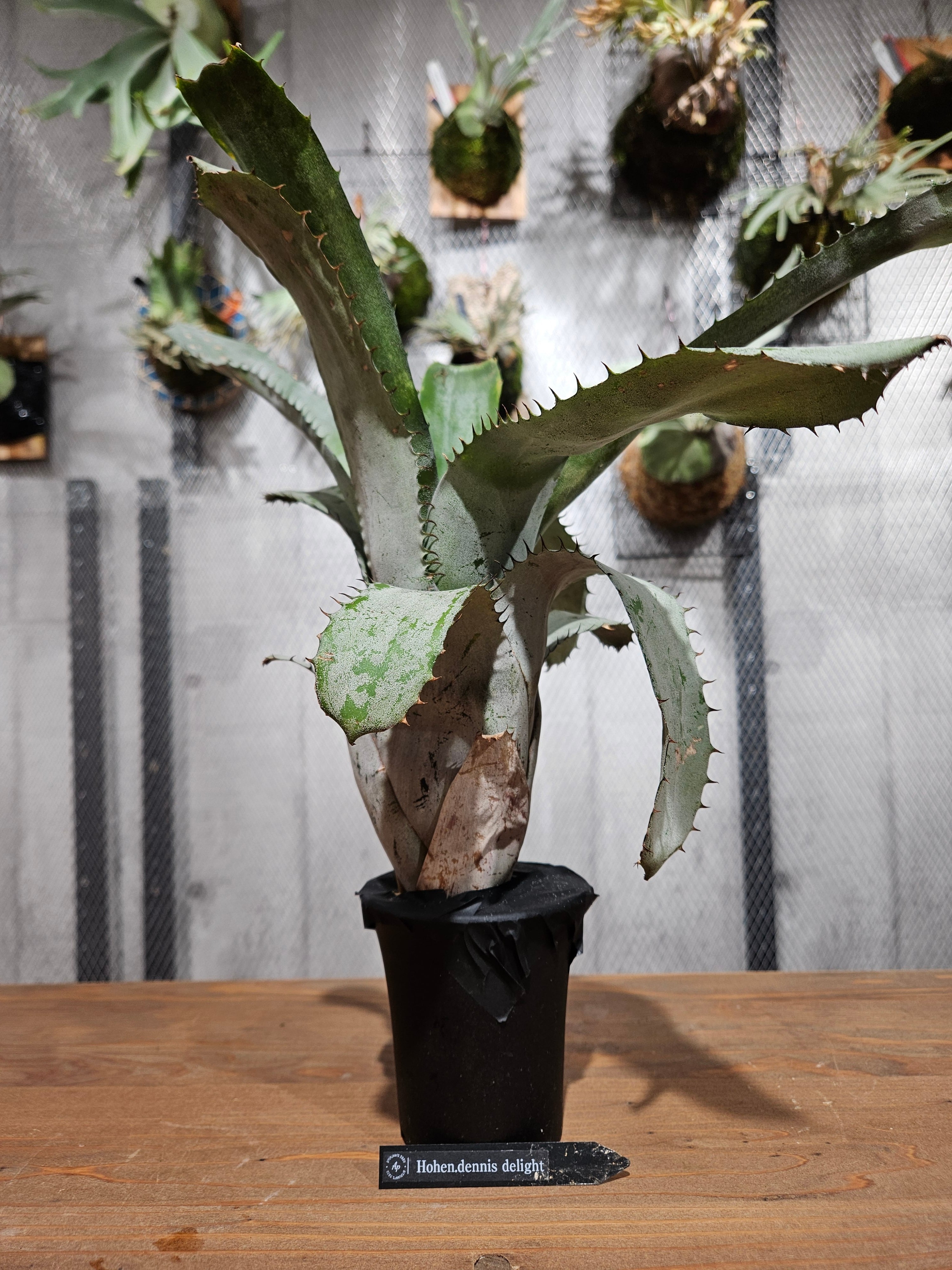 Hohenmea Dennis delight【artPLANTs/PLANTS GARAGE】 ホヘンベルギア
