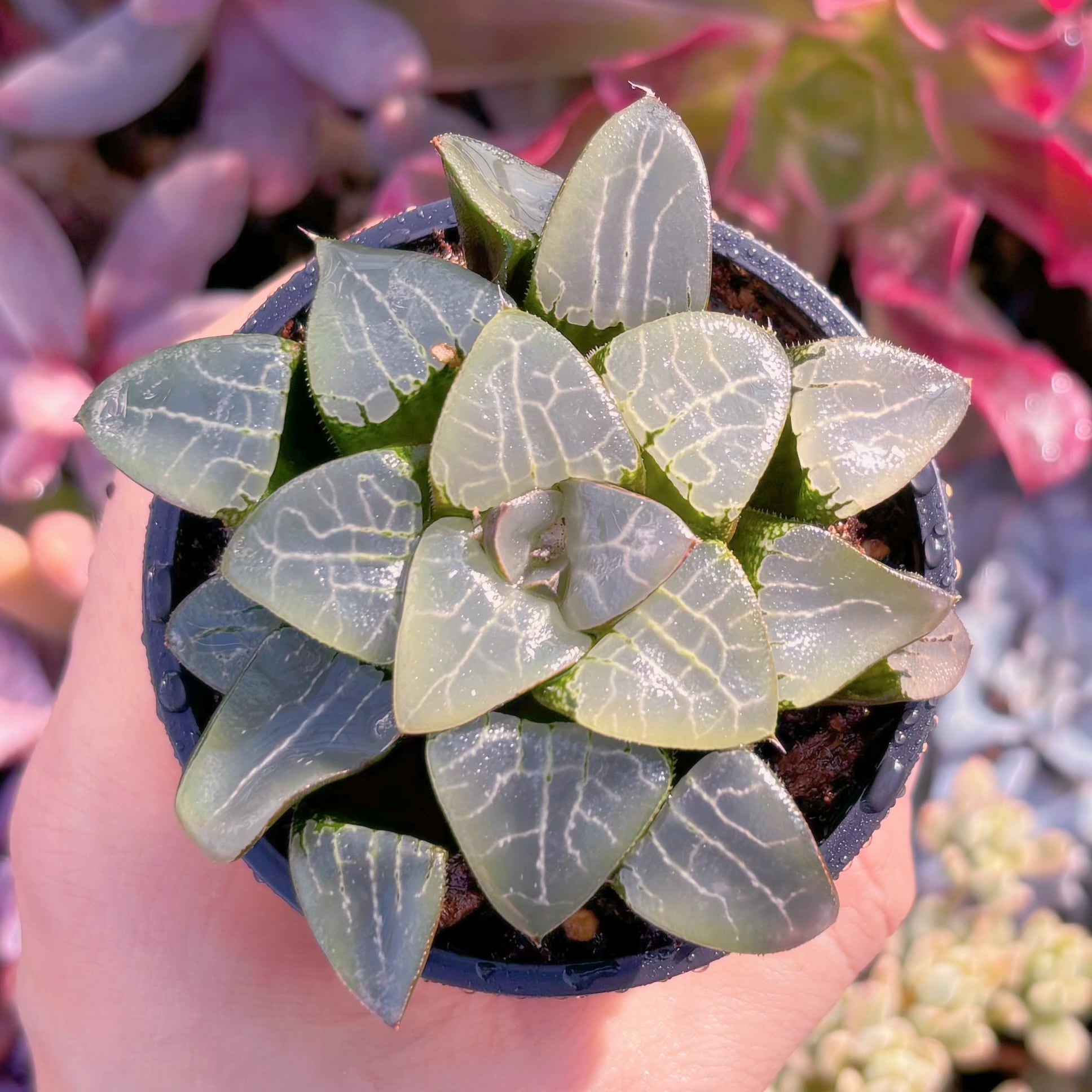 多肉植物　月影寿　新入荷　るる農園