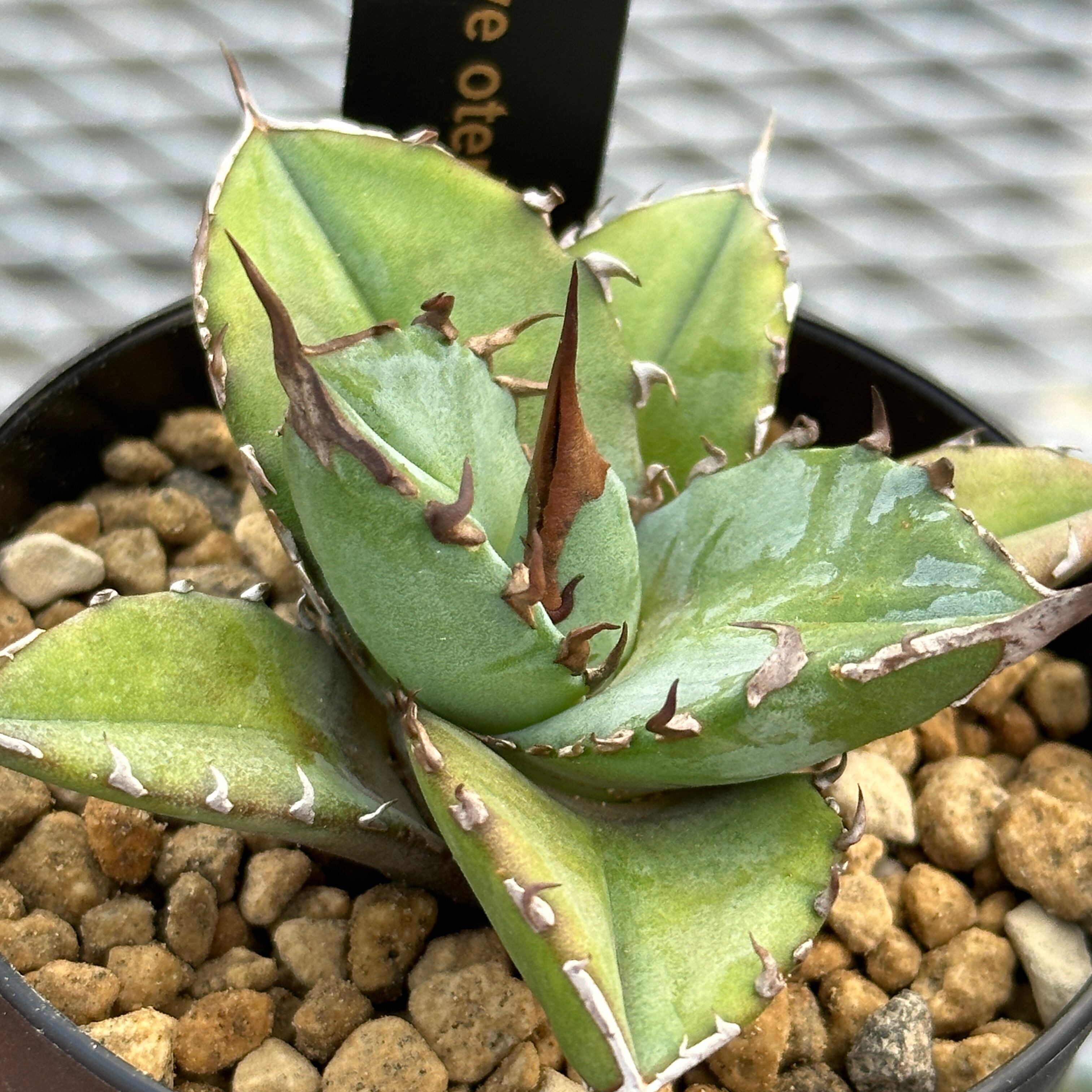 NS* agave oteroi US選抜