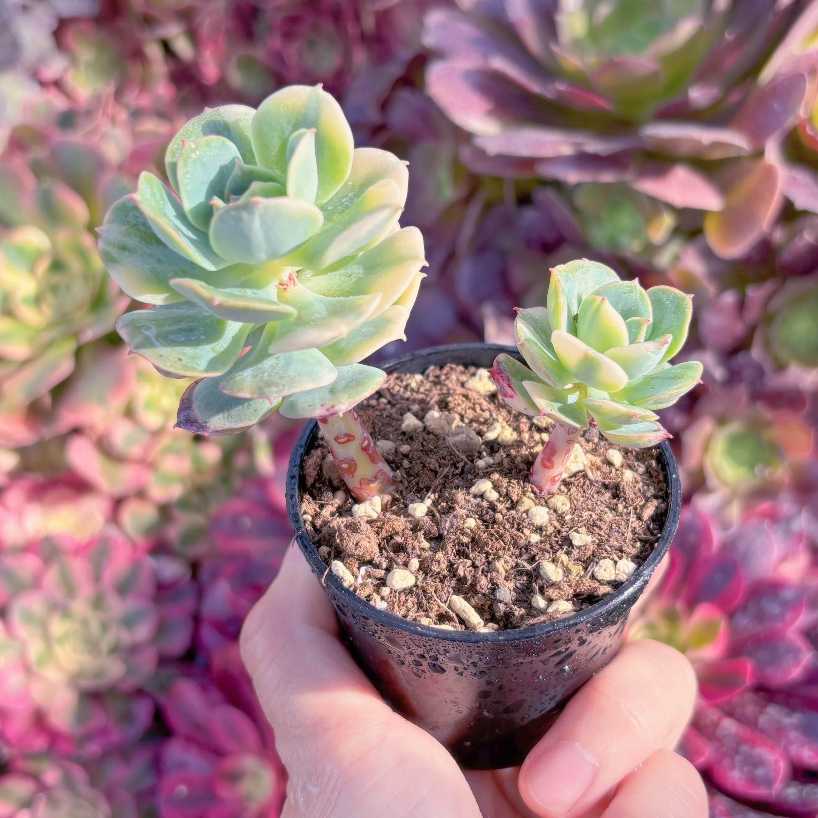 現品　イタリアローズ錦#906　群生　るる農園