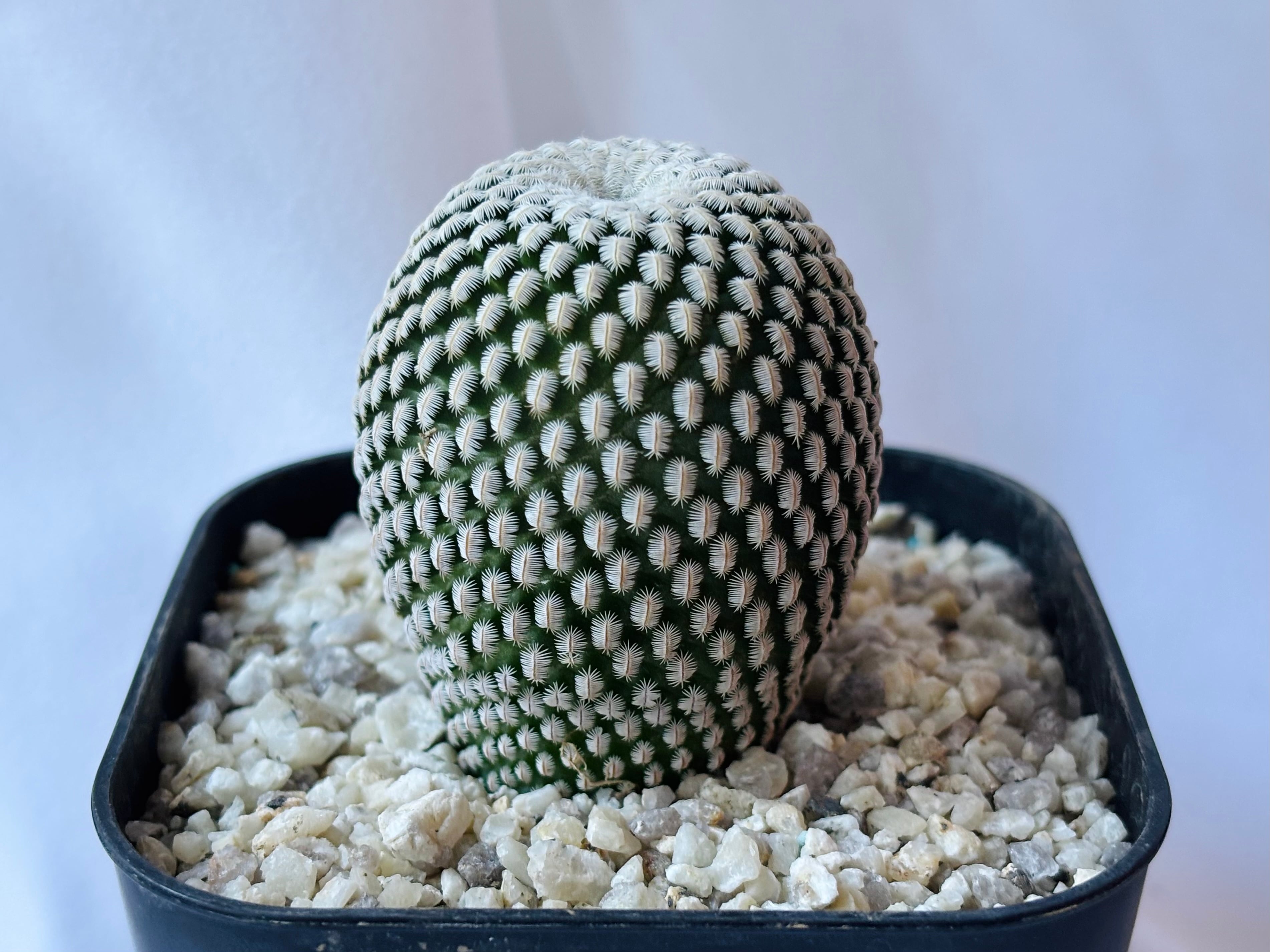 Mammillaria pectinifera マミラリア 白斜子 サボテン | plants MARU