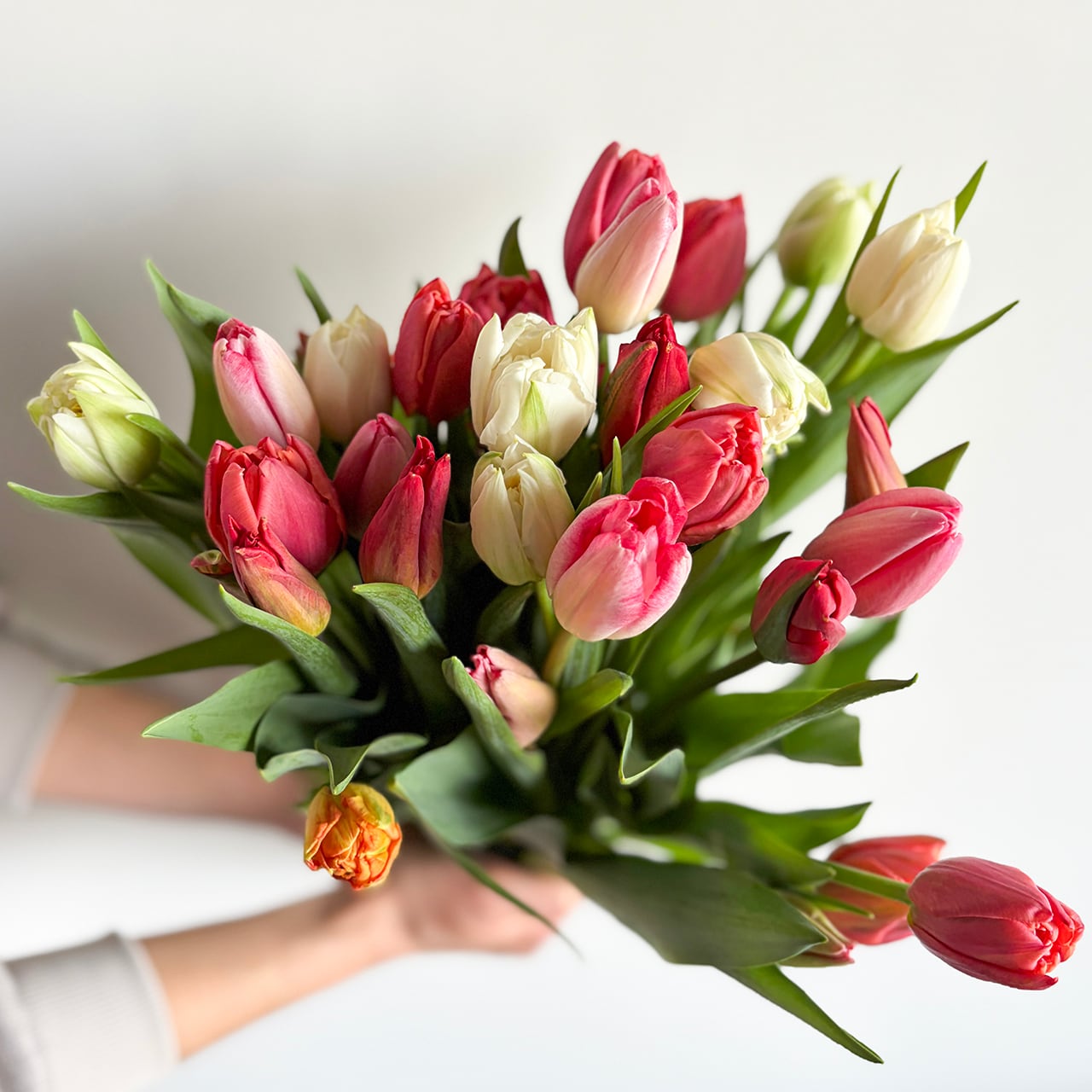 ワケあり チューリップ 30本〈富山県産〉☆規格外ですが、新鮮です