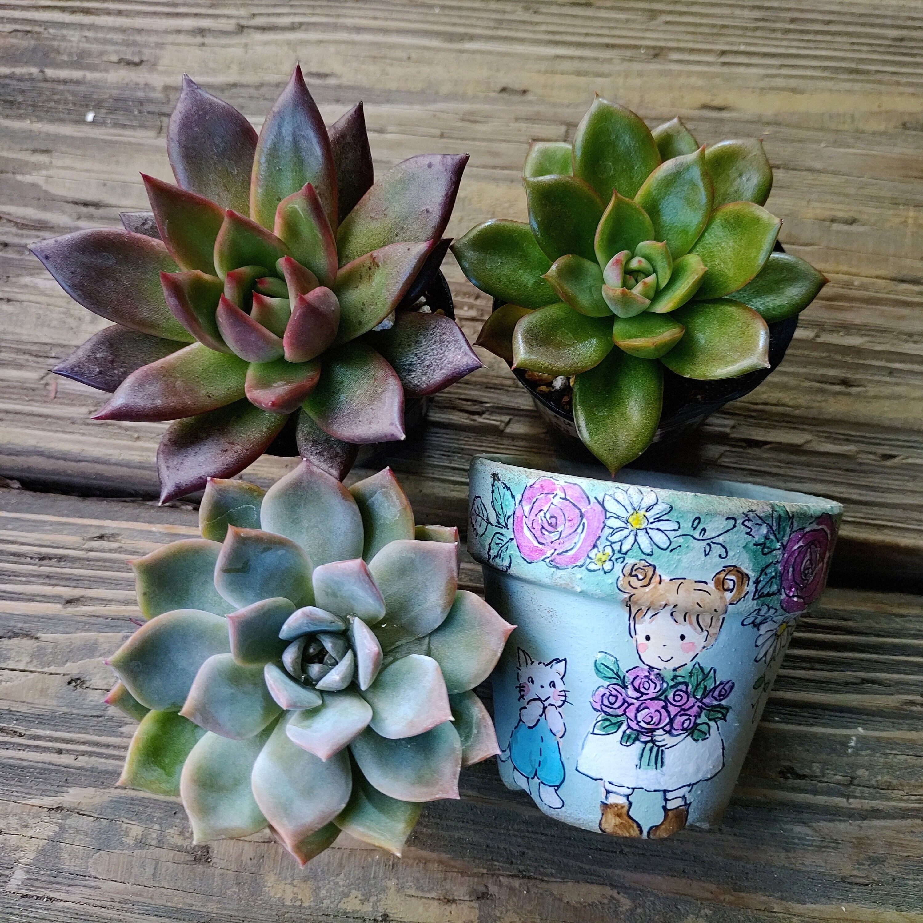 作家さん | RuPo 多肉植物専門店