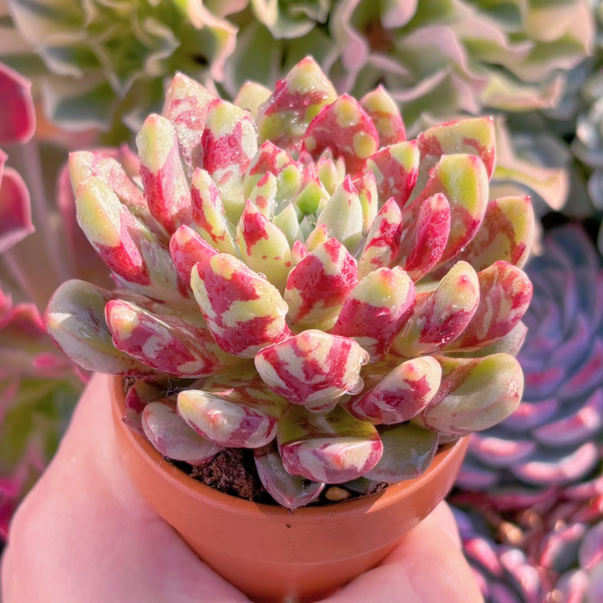 多肉植物 ブラッドスワロー 新入荷 るる農園 | るる農園~多肉植物専門