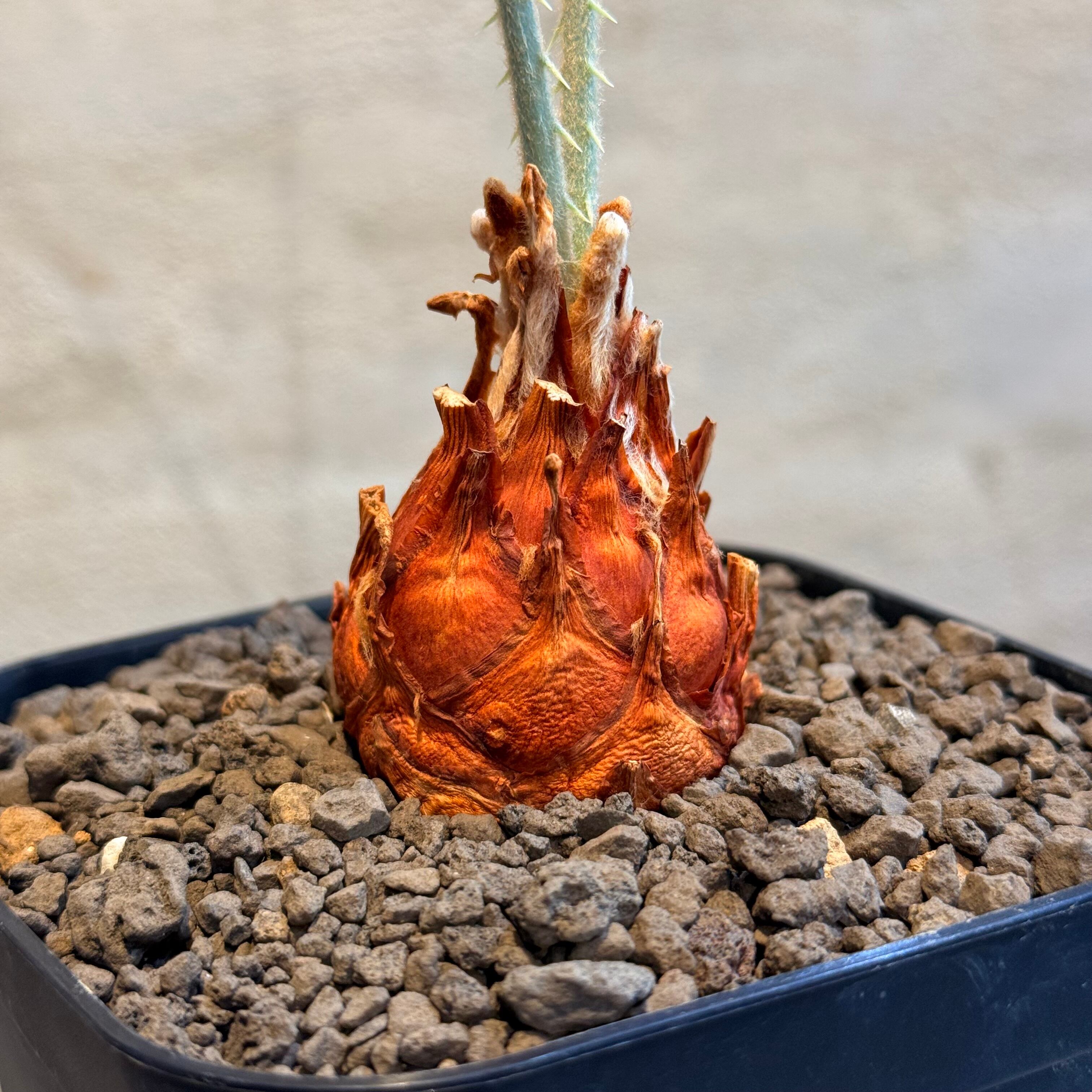 植物】サイカス カイルンシアナ Cycas cairnsiana | A-PLANTS
