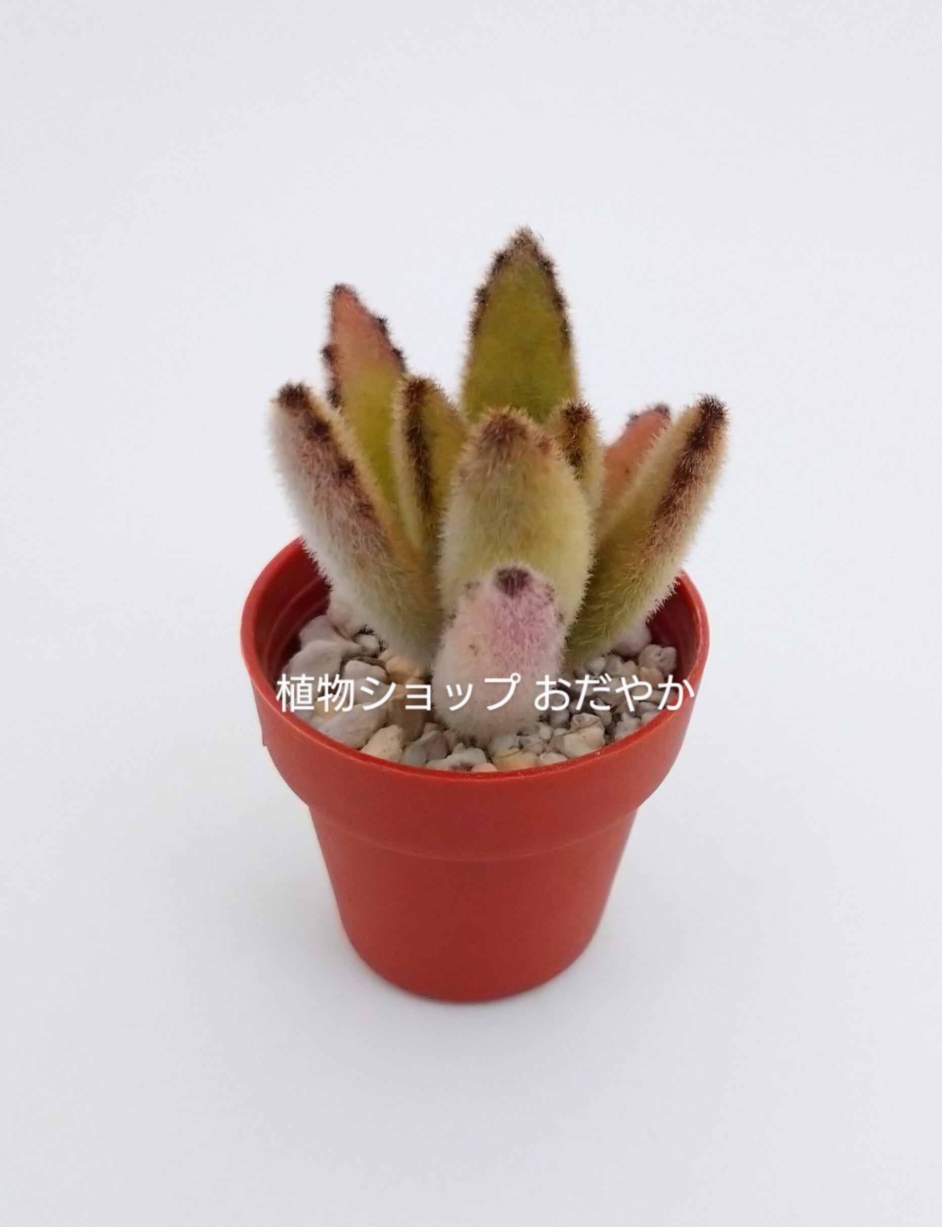 多肉植物 ❤️ シルエット❤️ 1頭12-14cm抜き苗 多肉植物 ❤️ シルエット❤️ 1頭12-14cm抜き苗 エケベリア