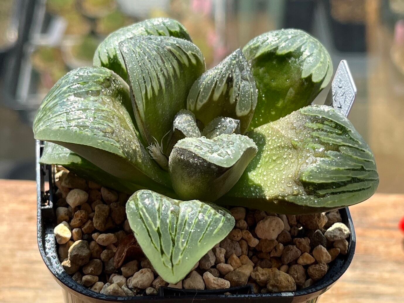 多肉植物 ハオルチア ピクタ錦 極上斑 大株 ハオルチア シルバー 多肉植物 ハオルチア ピクタ錦 極上斑 大株 ハオルチア シルバー