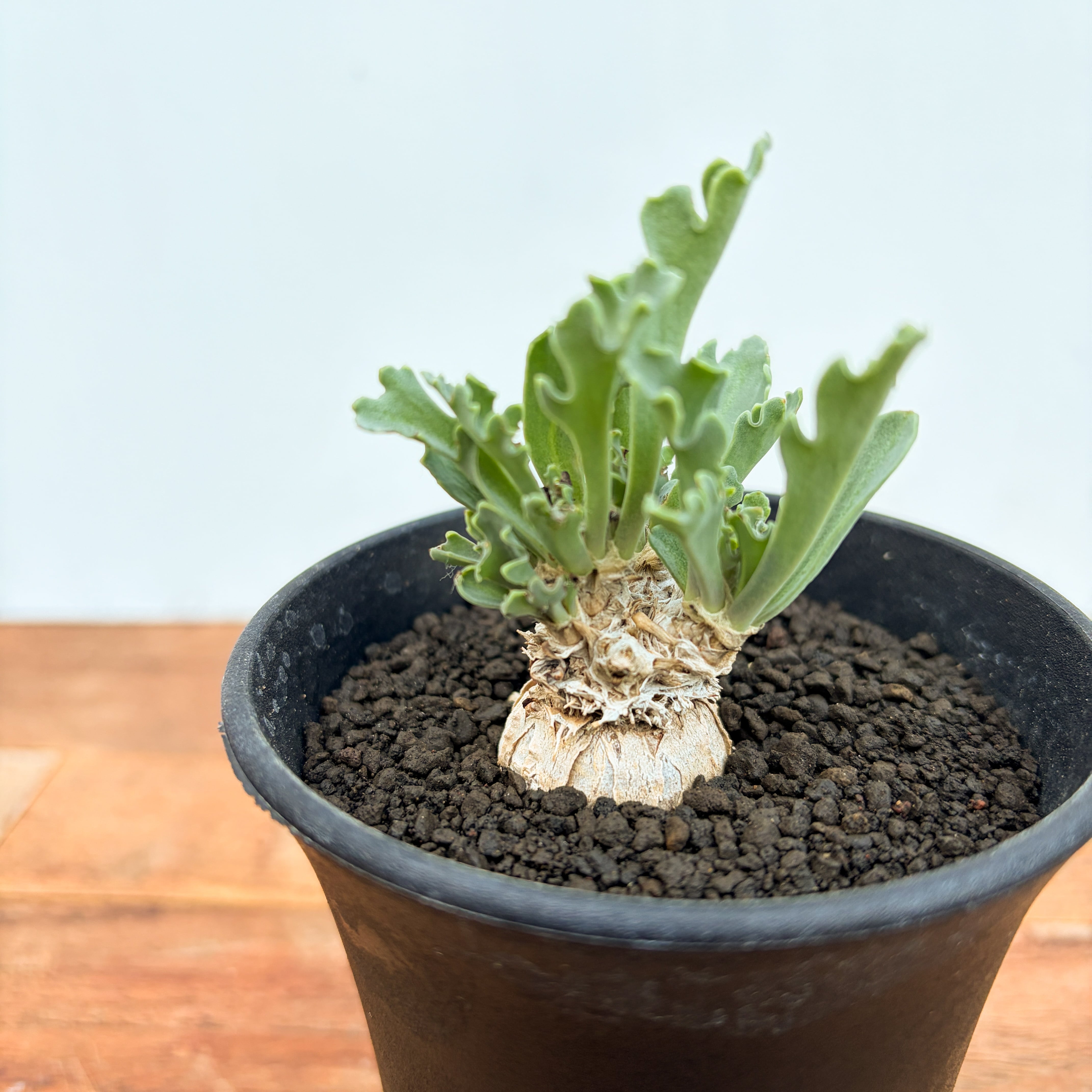 タカワラビ・キンモウコウ | Pay ID