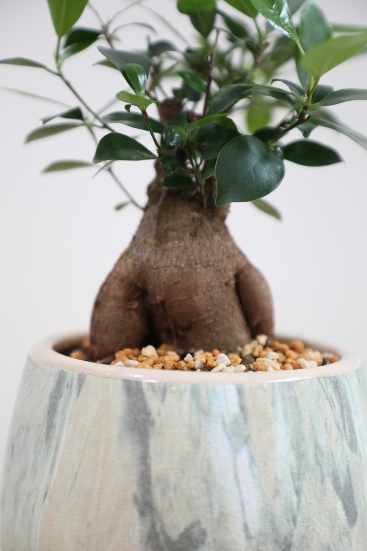 S】ガジュマル/Ficus microcarpa | 【厳選植物・器】MIDORI DOUMEI 翠