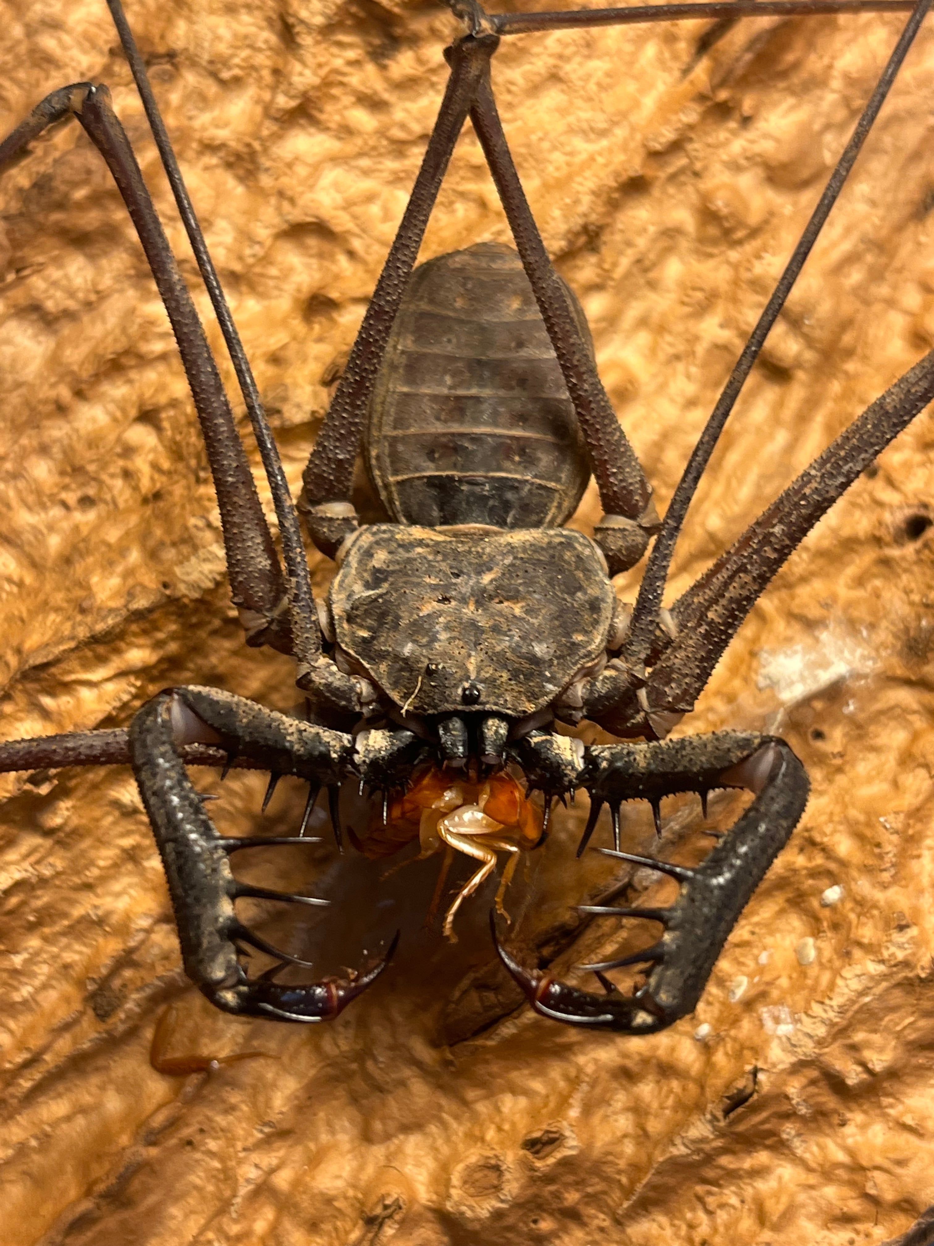 LAST南米腕虫】Heterophrynus elephasウデムシ ヒヨケムシ 三大奇蟲