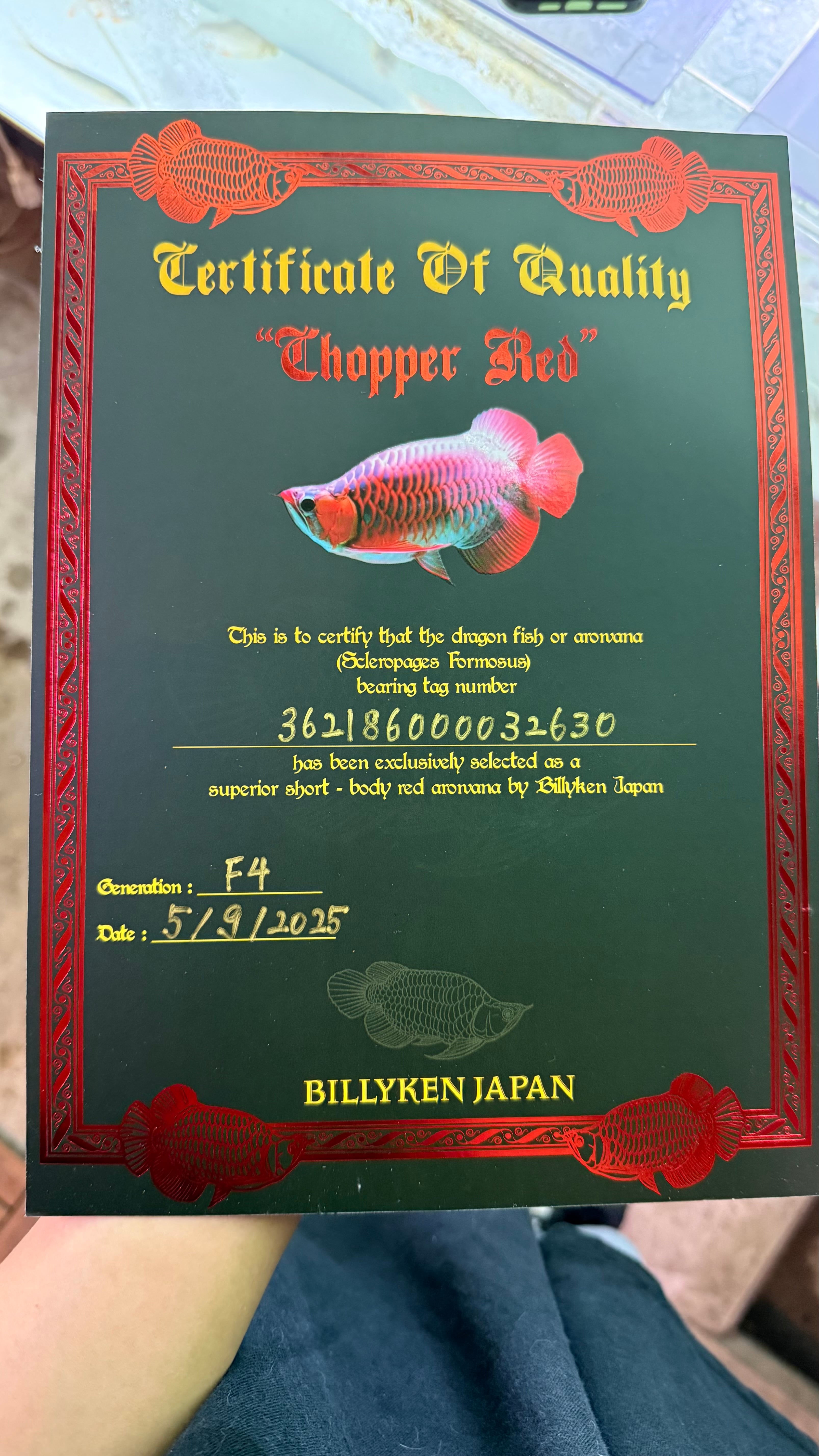 B01② CHOPPER RED チョッパーレッド 23cm前後 BILLY-KENオリジナル