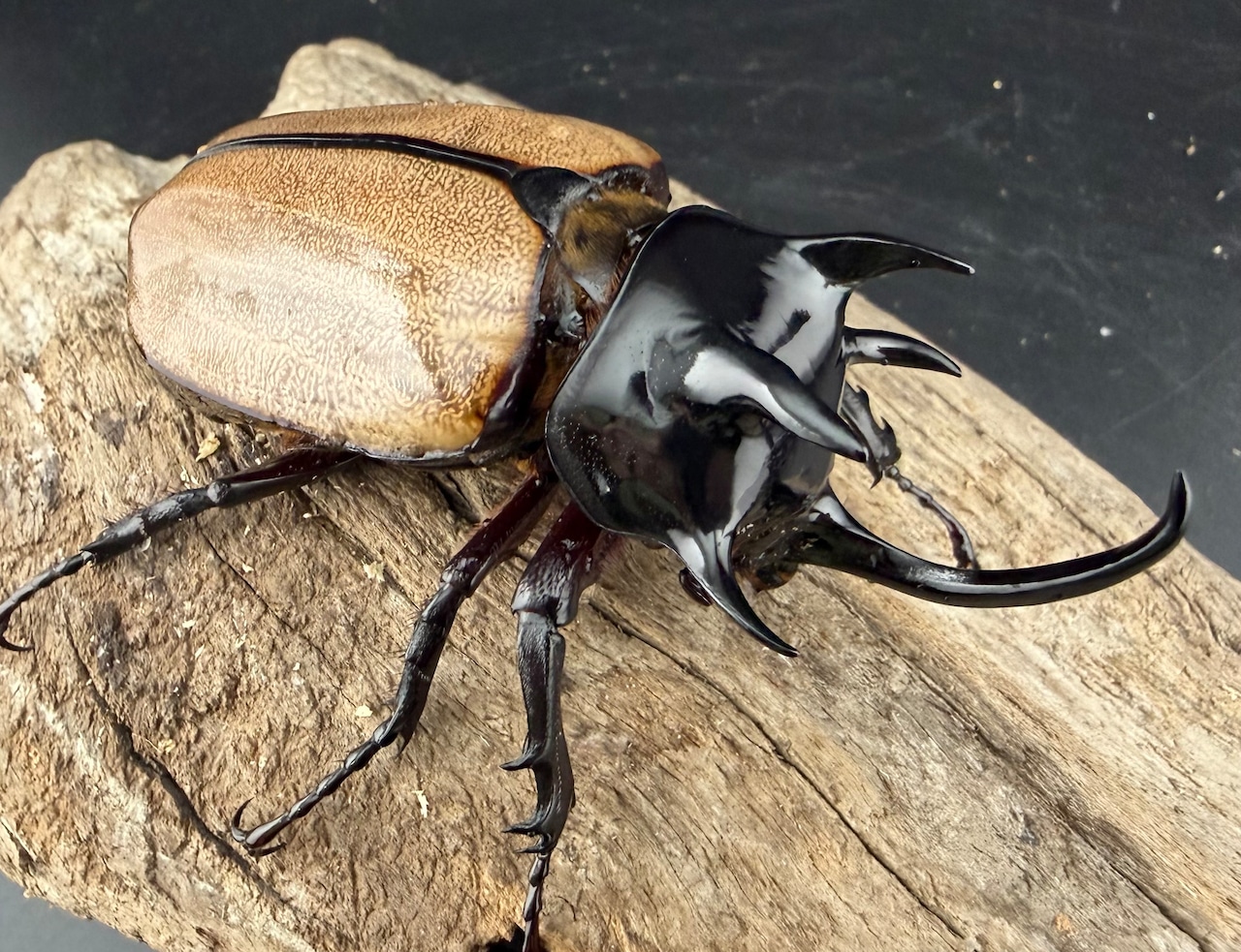 【WF1】《ゴホンツノカブト原名亜種 タイ産 79mm ペア》