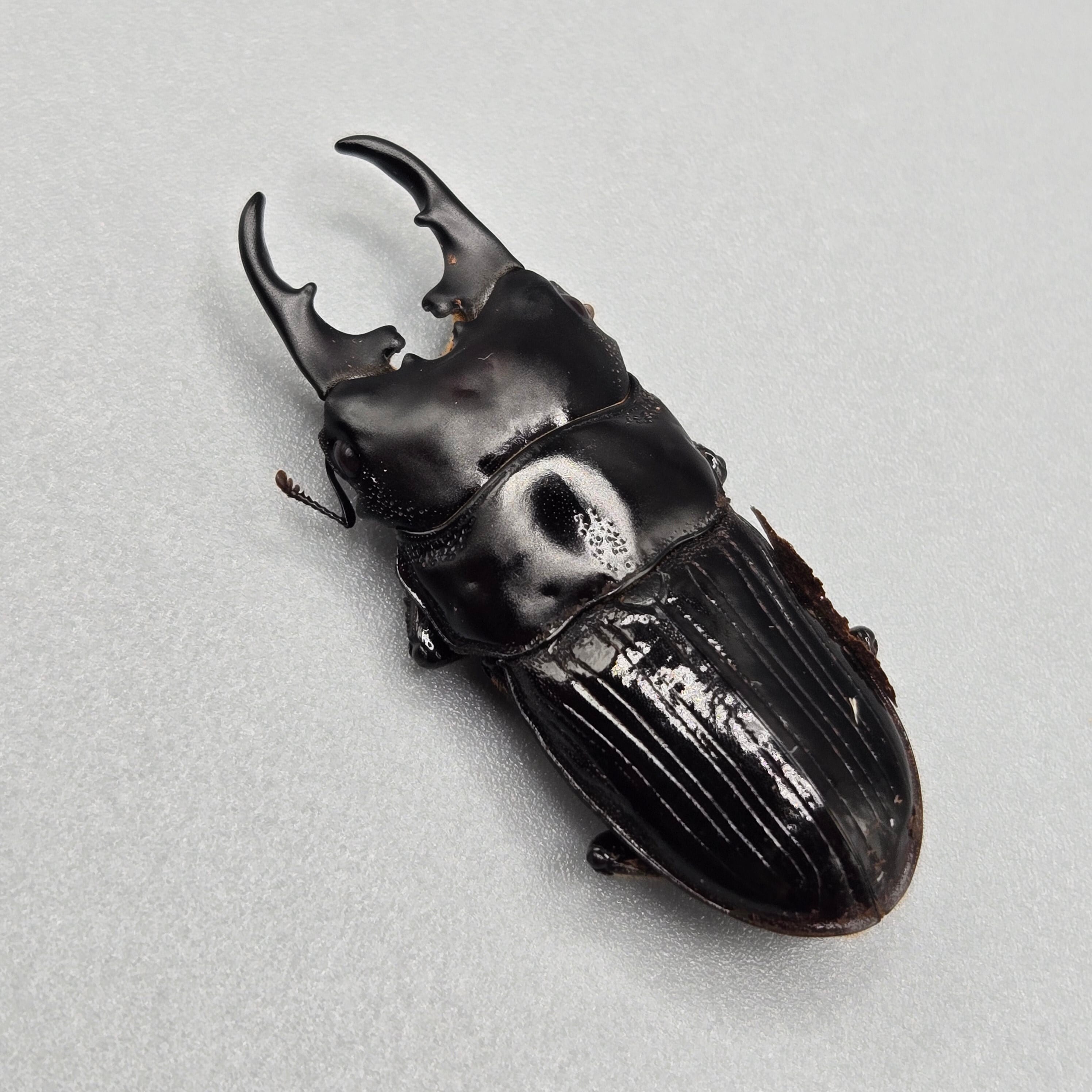 クワガタ | 昆虫専門店【鍬鉄】