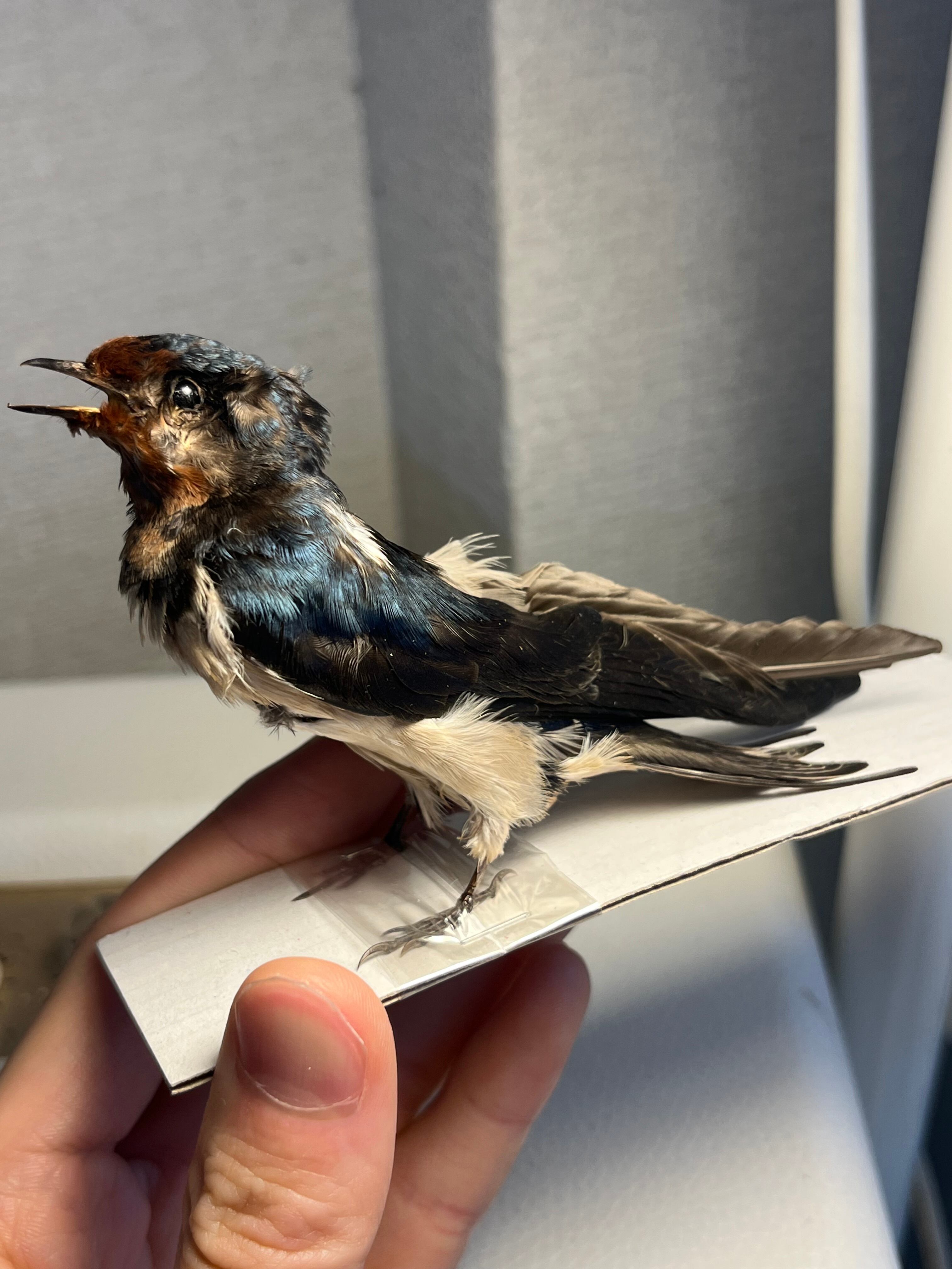 【鳥剥製】コウヨウジャク 標本 streaked weaver 鳥剥製】コウヨウジャク 標本 streaked weaver (Ploceus manyar) 野鳥