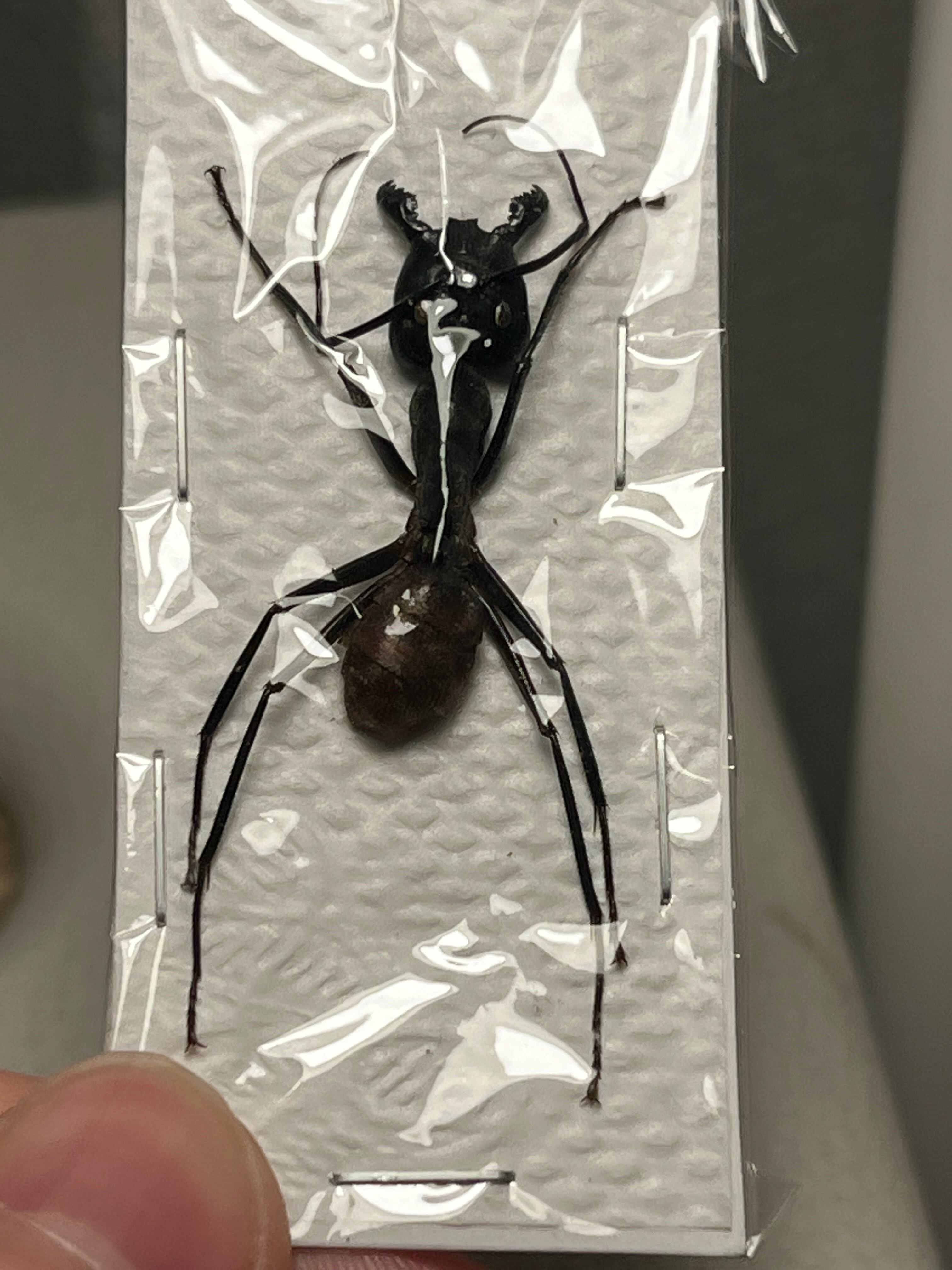 蟻最大級】ギガスオオアリ 標本 Camponotus gigas レッドローチ