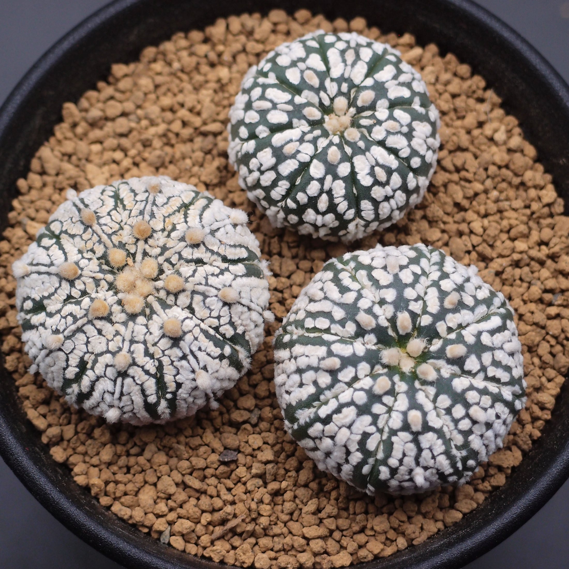 亀甲兜 Astrophytum asterias アストロフィツム アステリアス